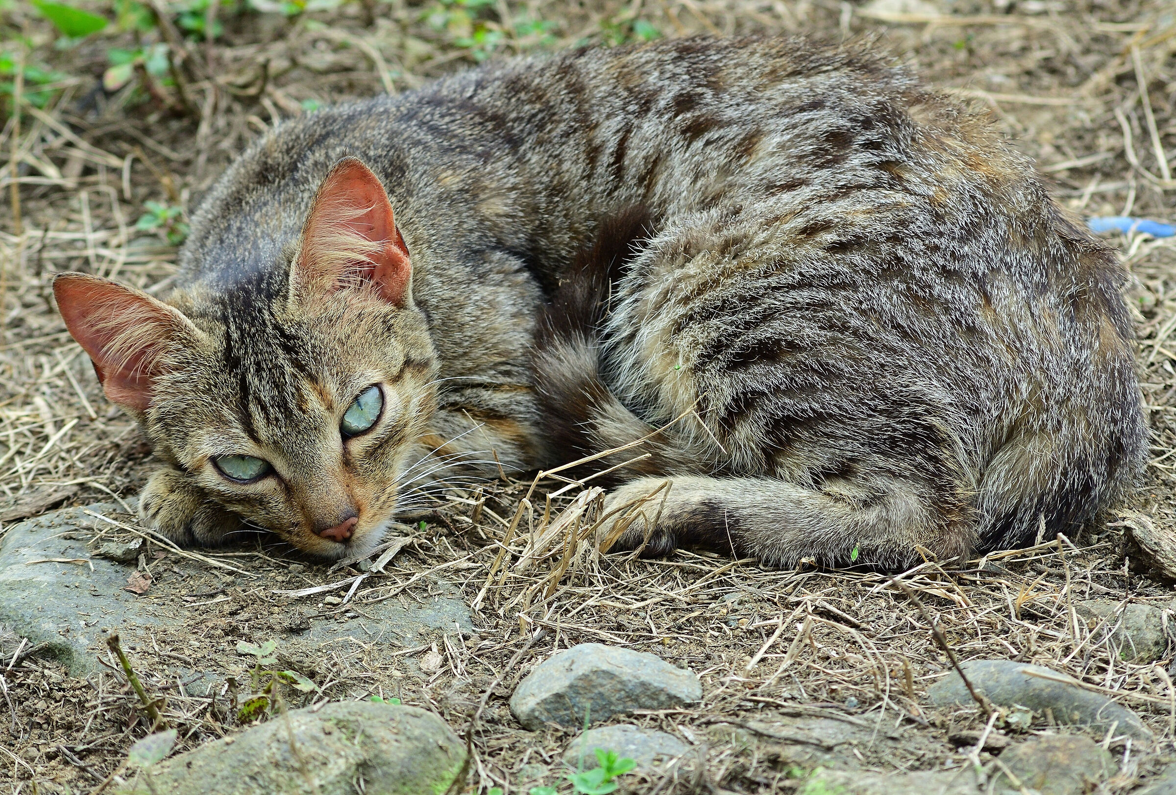 Micia