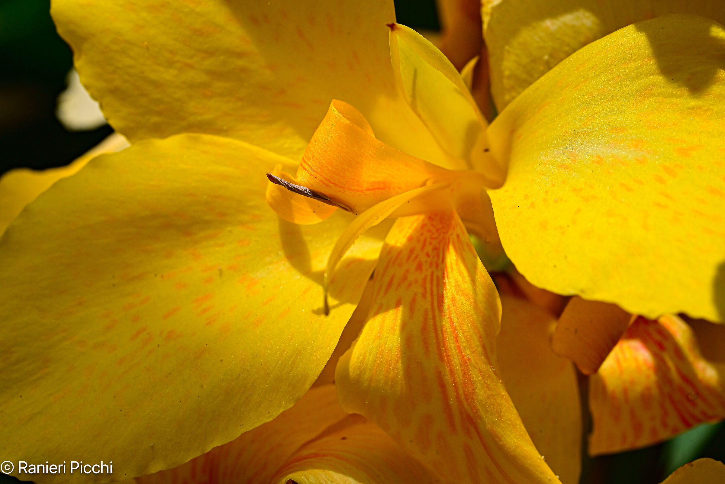 Canna indica
