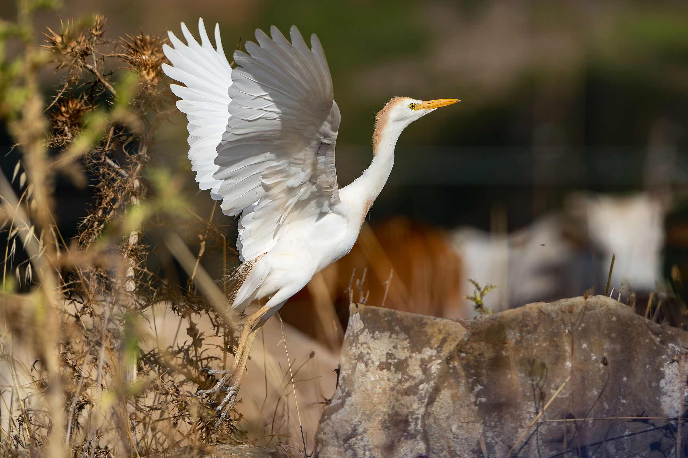 Azz,,, a photographer has arrived...