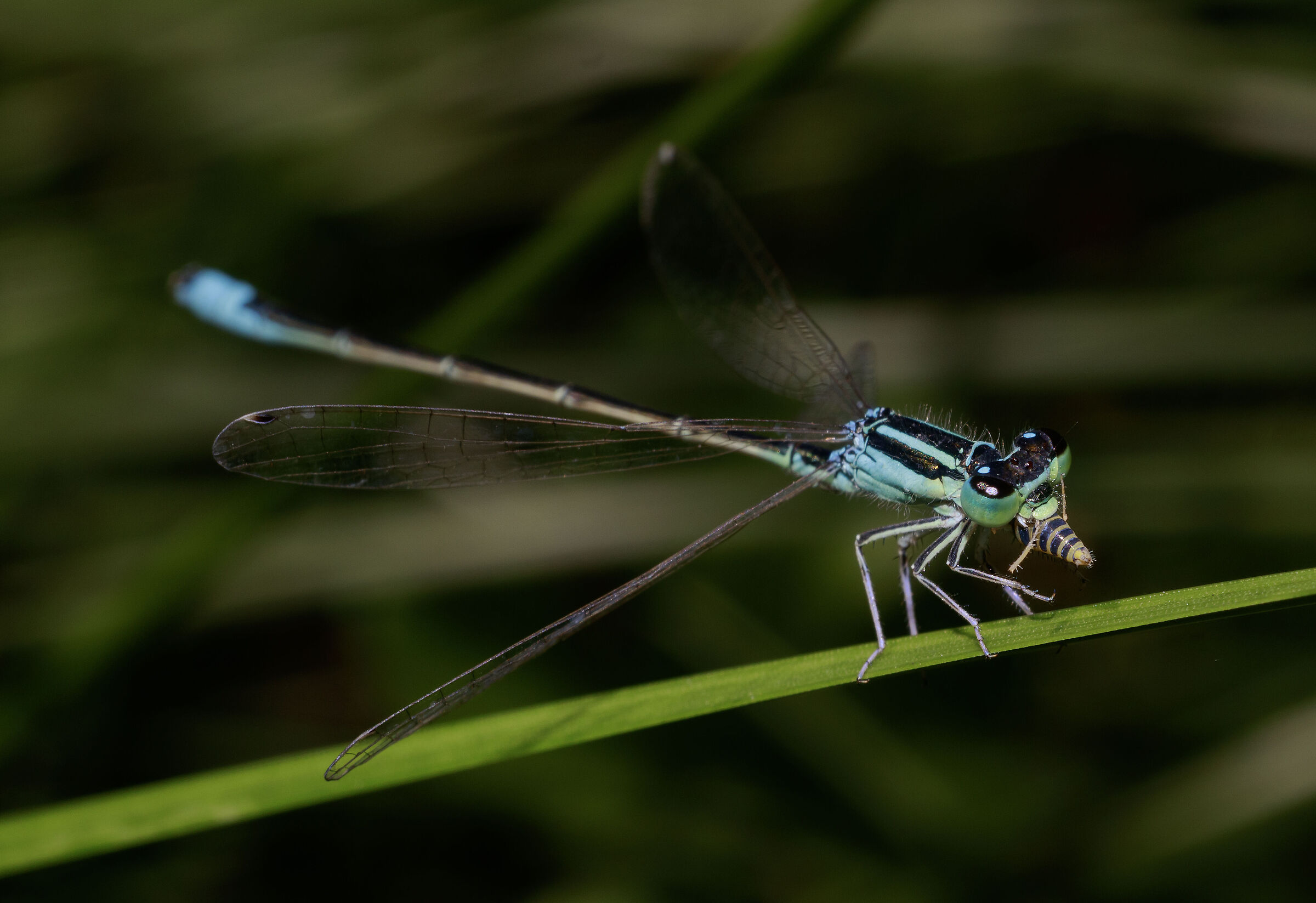 Codazzurra minore maschio Oasi Baggero CO 3/09/2020