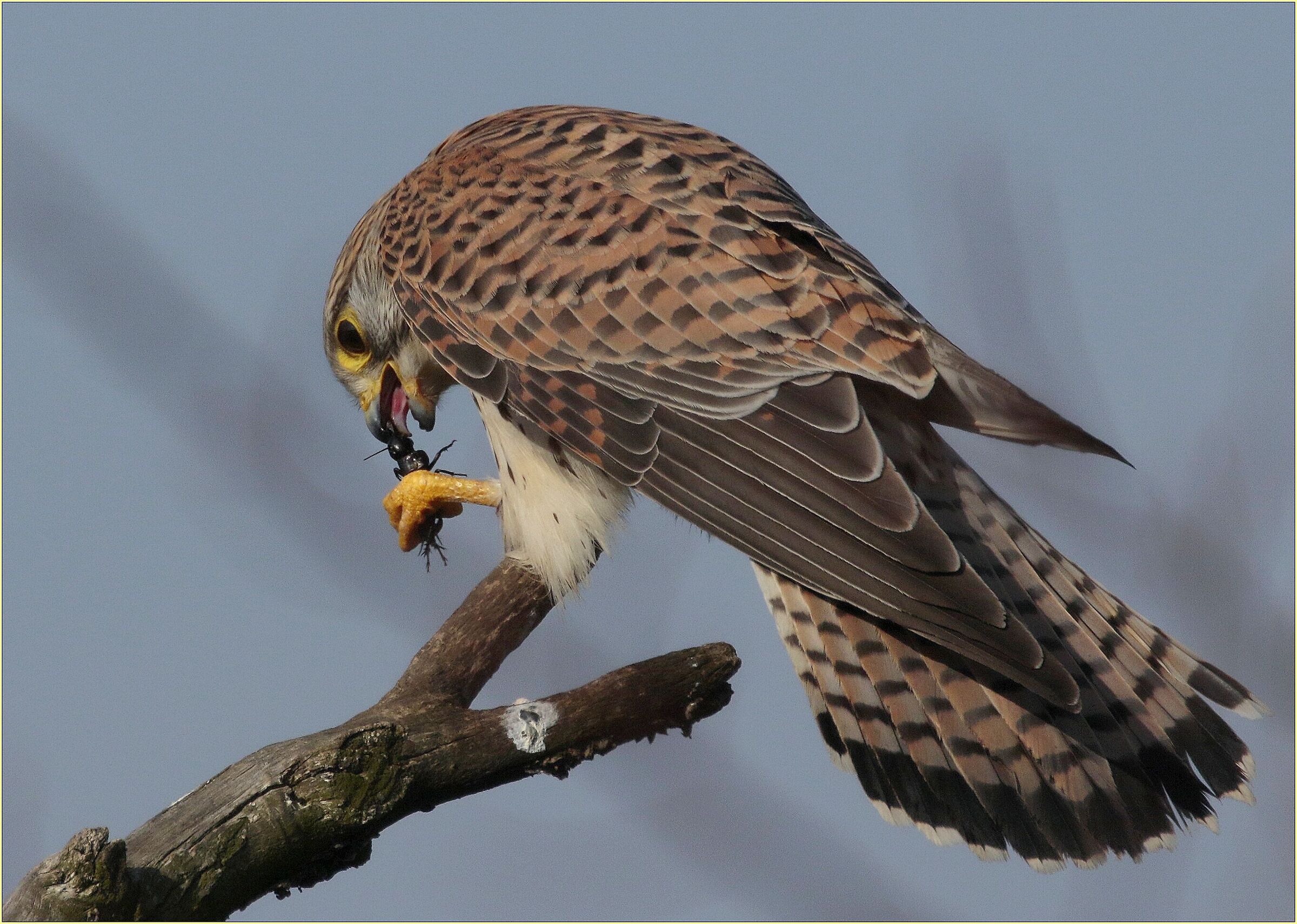 ,, the Kestrel and the Mole Cricket ,,