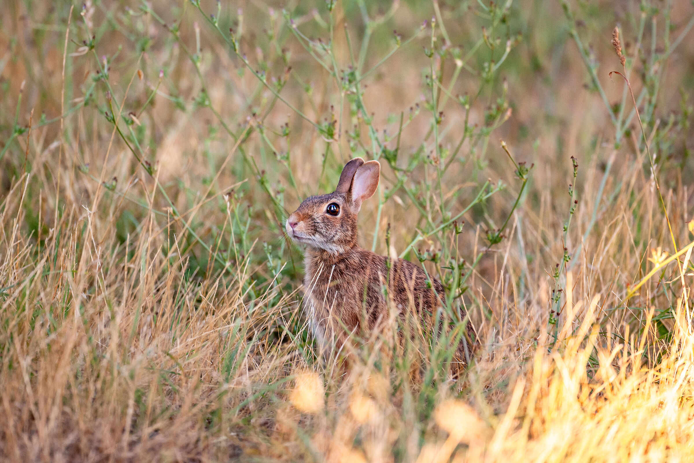 Young wild rabbit