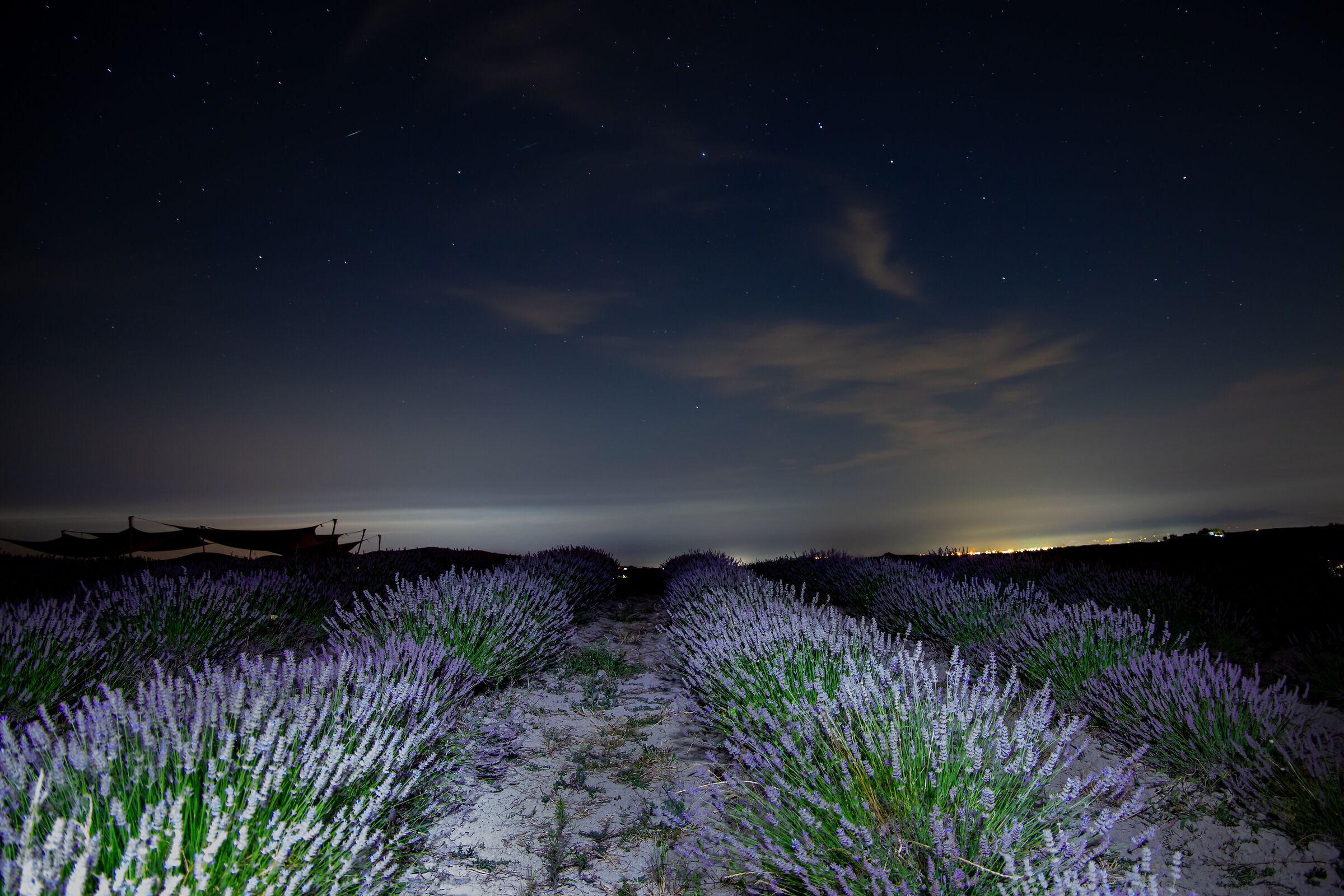 Campi di lavanda di Orciano Pisano by night