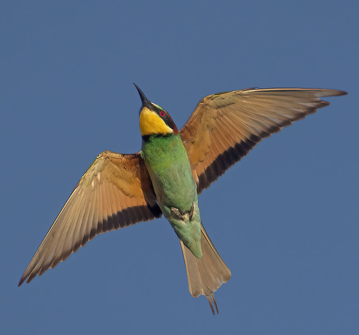 --in volo al tramonto