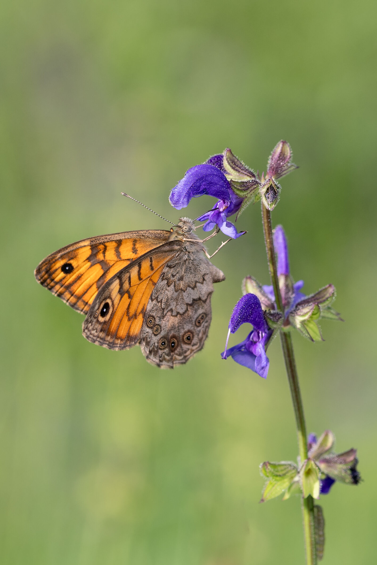 Lasiommata megera su Salvia pratensis