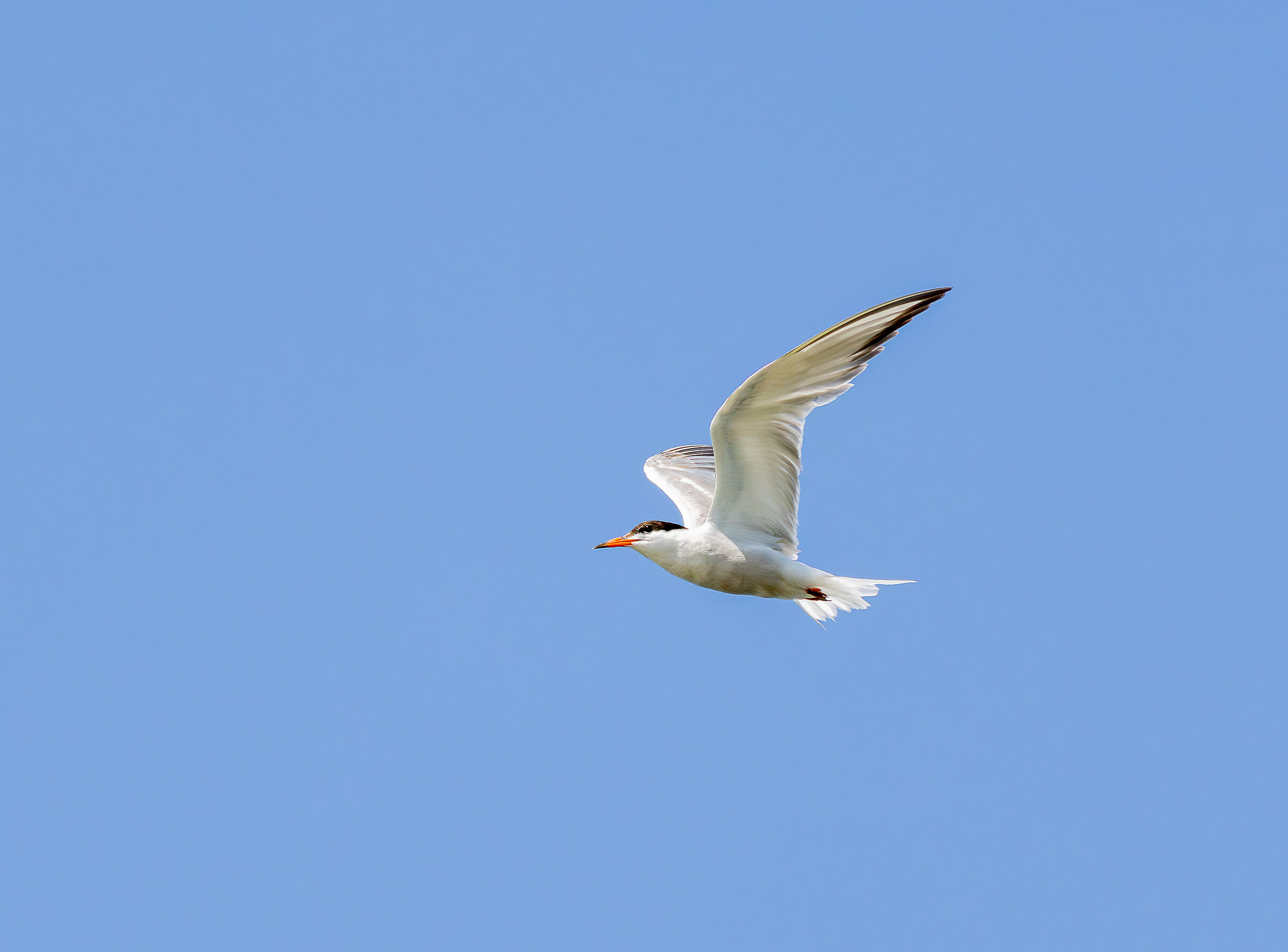 Common Tern