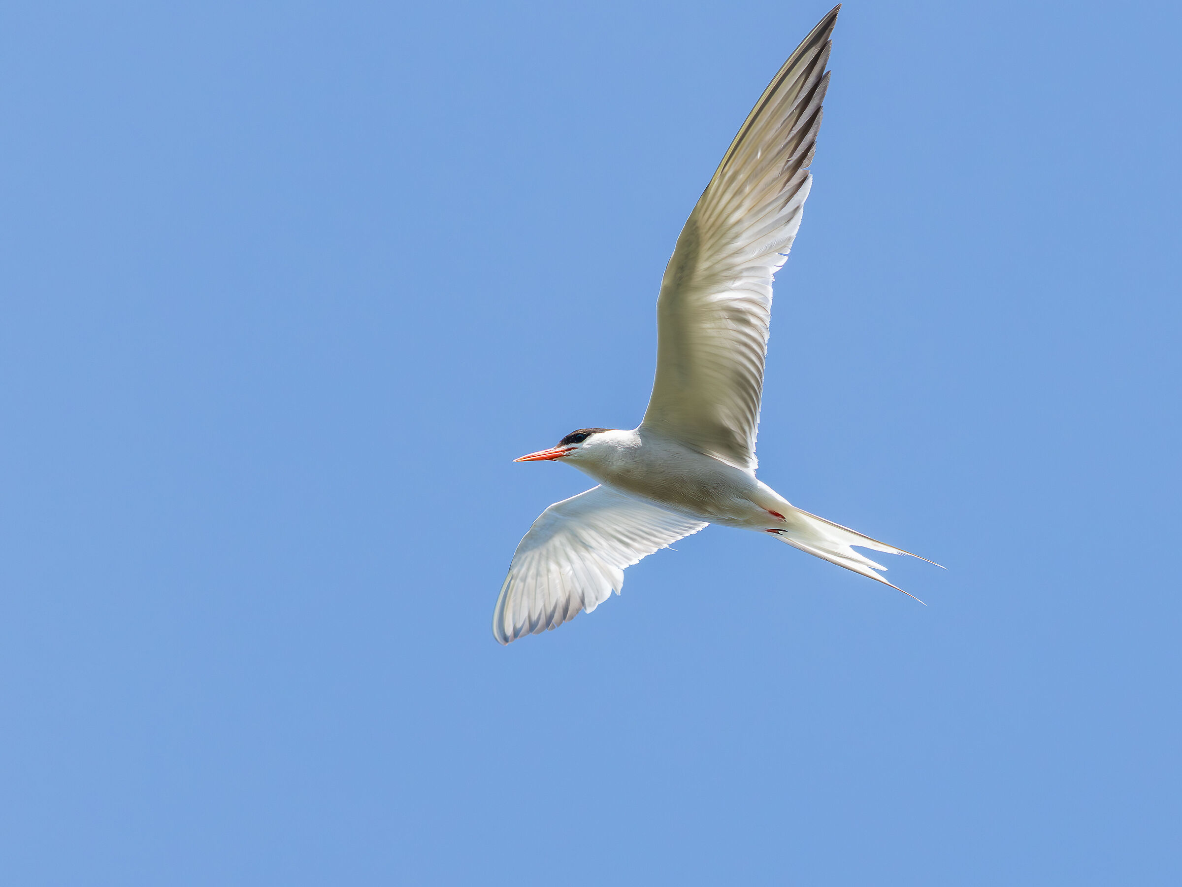 Common Tern
