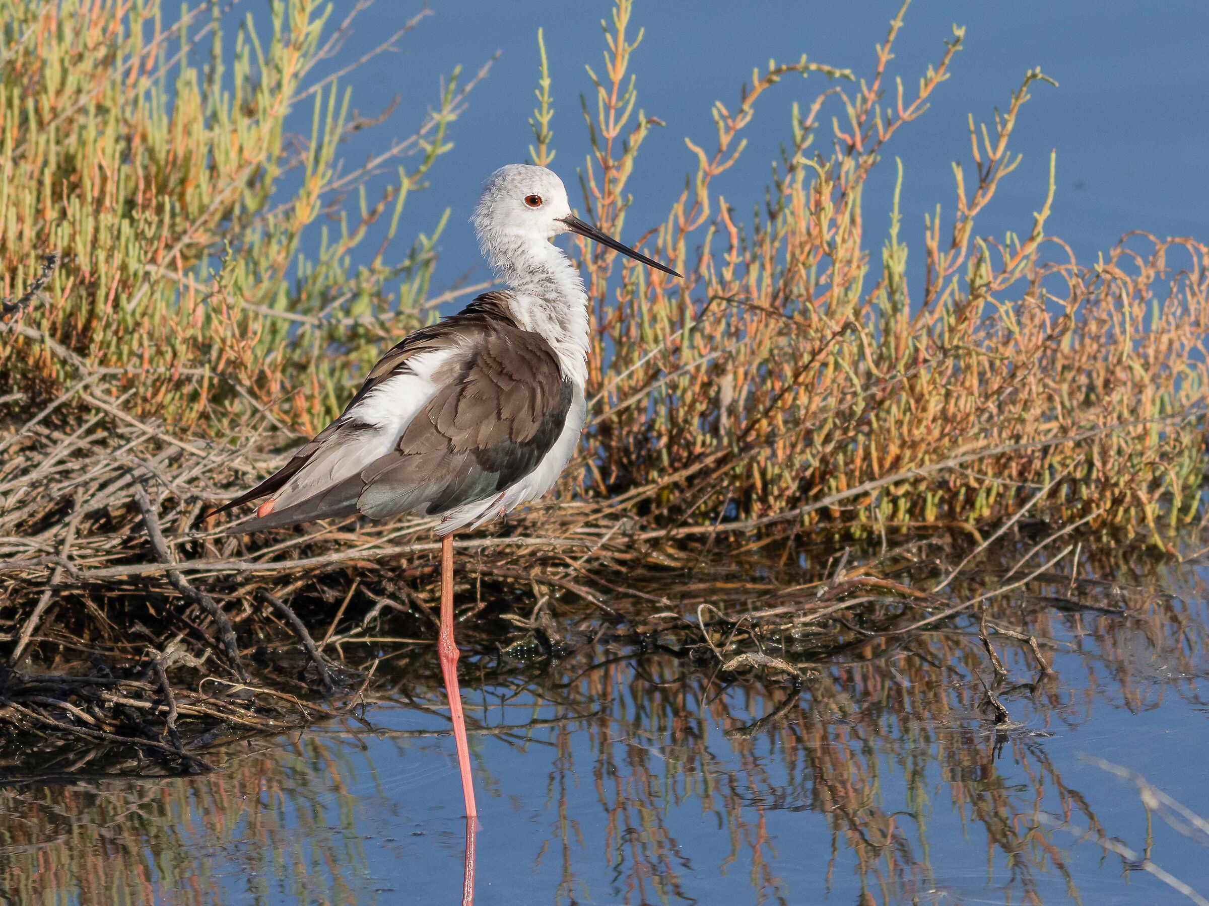 Black-winged Stilt