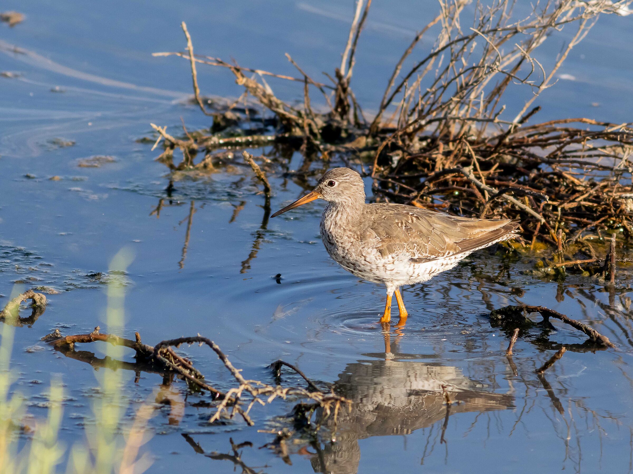 Redshank