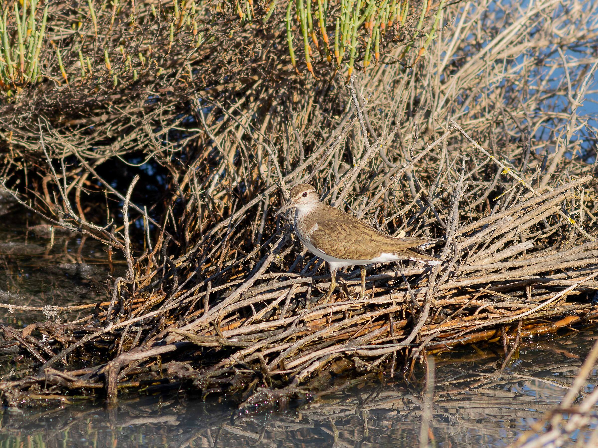 Pyro Small Sandpiper