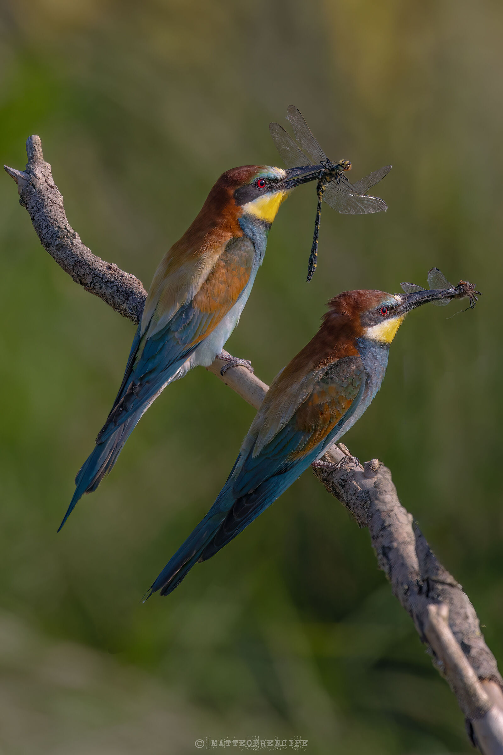 Pair of bee-eaters with prey