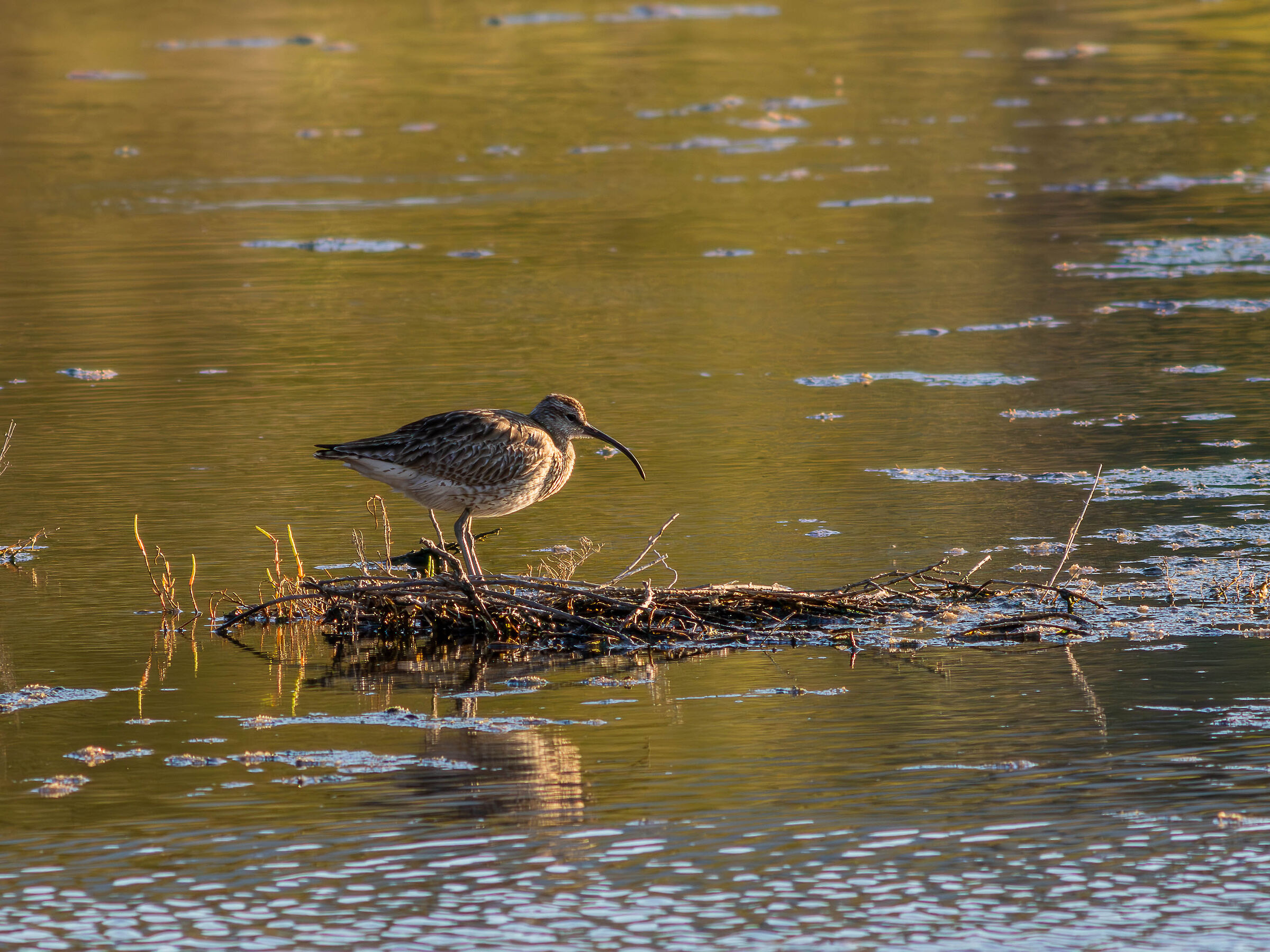 Whimbrel