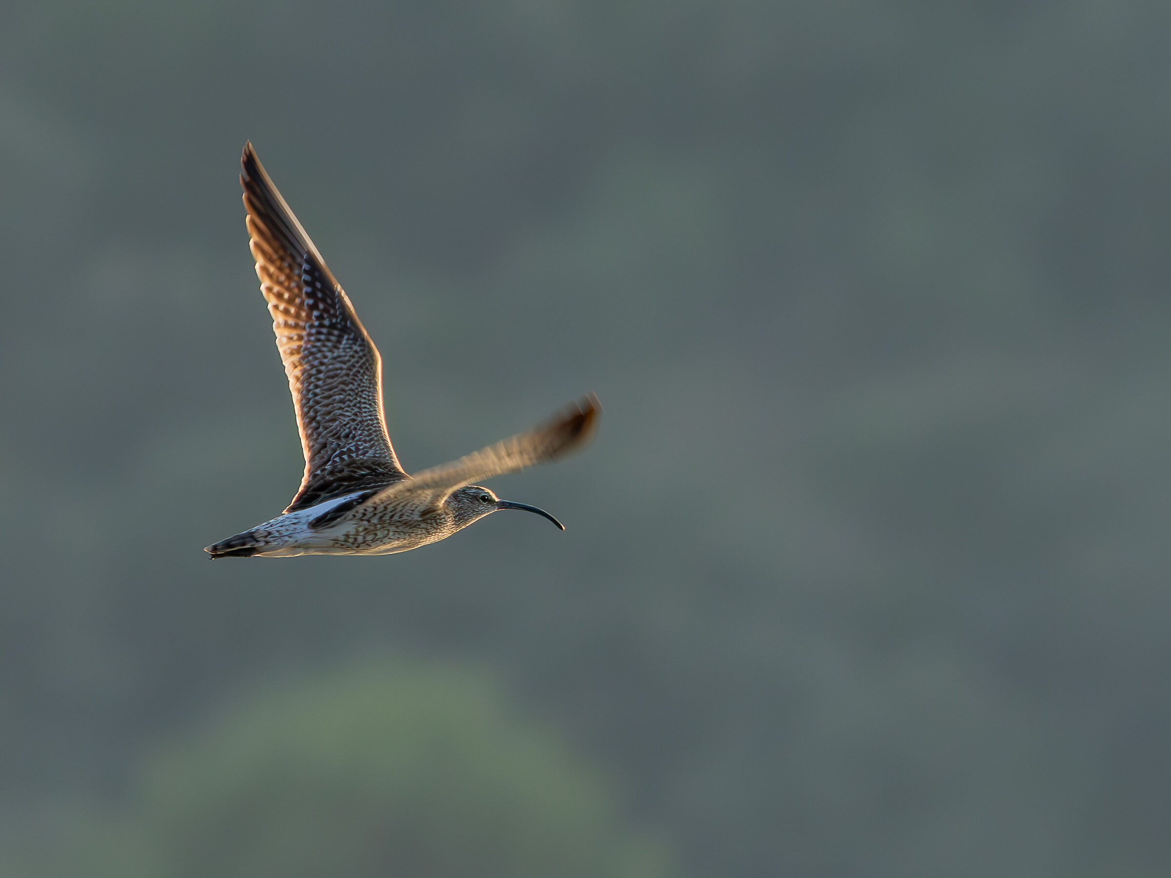 Whimbrel