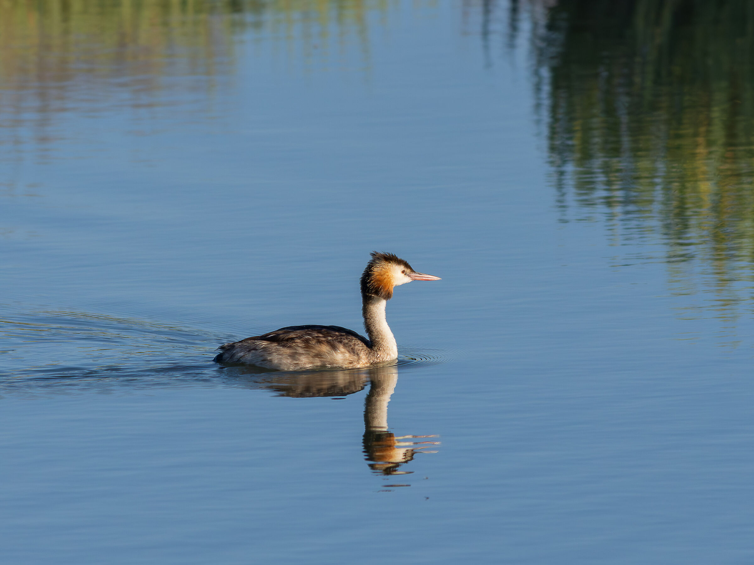 Great crested grebe