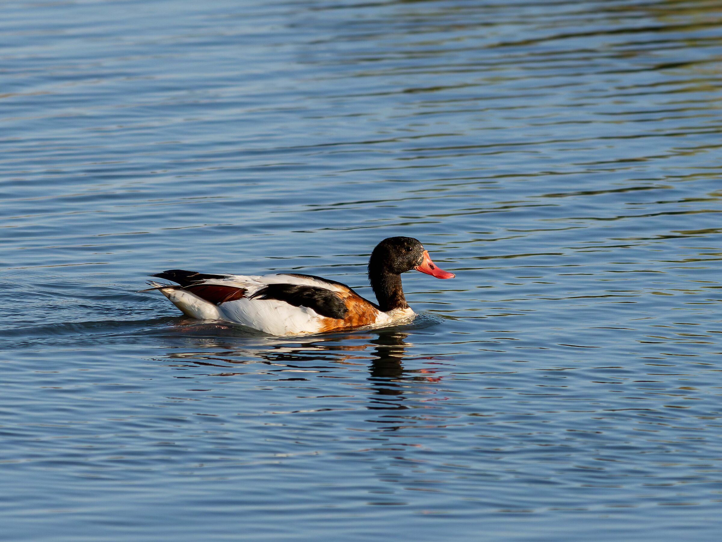 Common shelduck