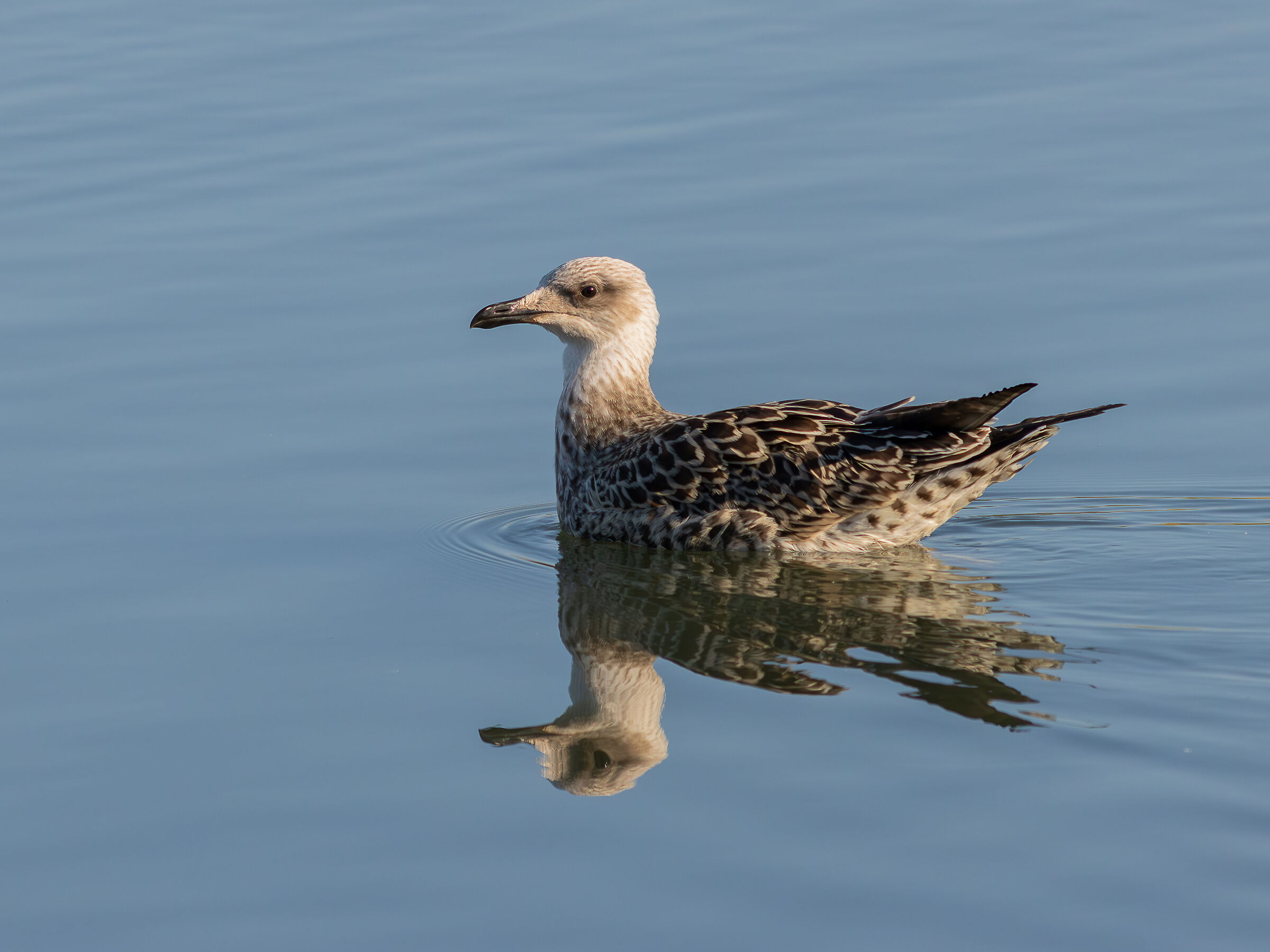 Herring gull juv.