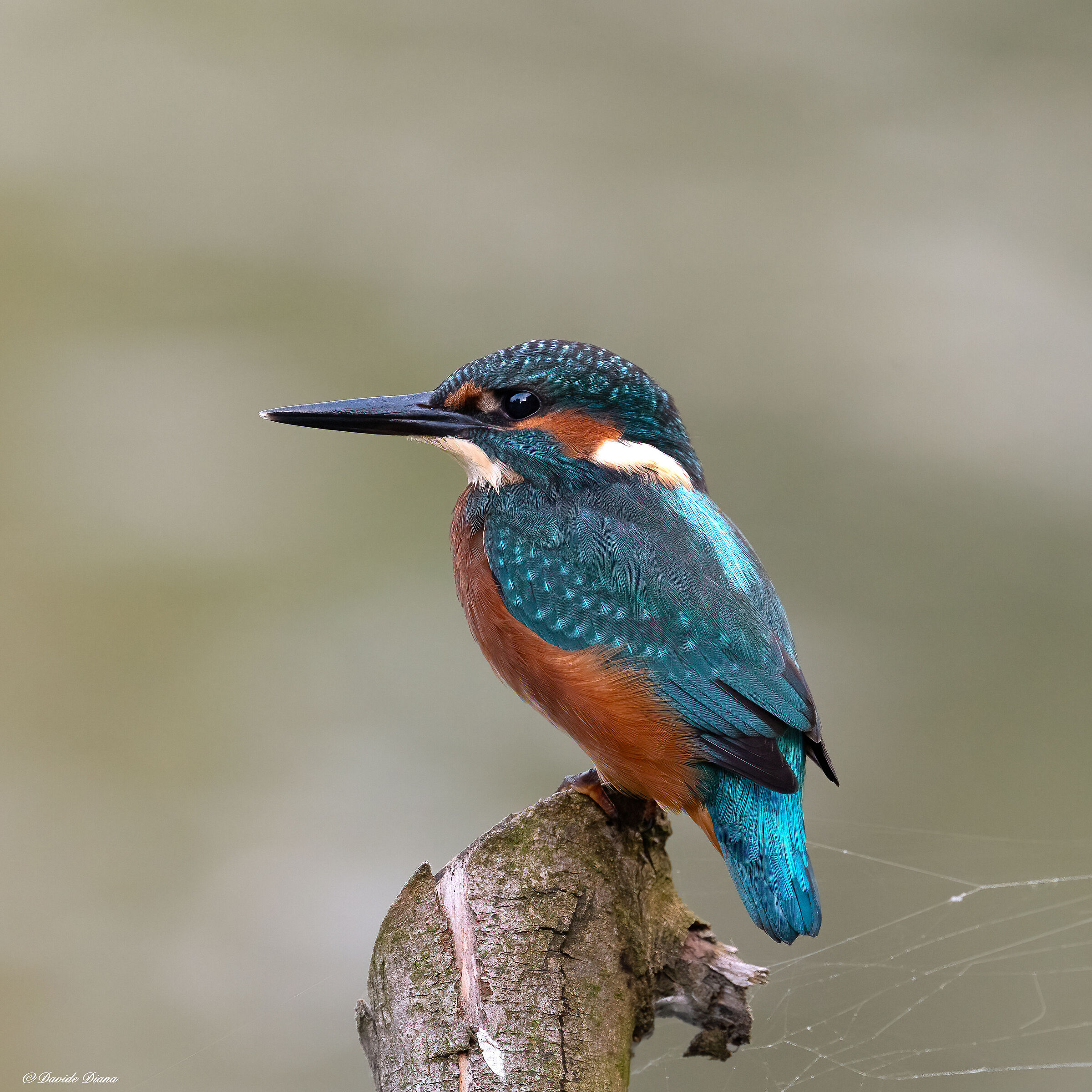 Martin Pescatore - Kingfisher