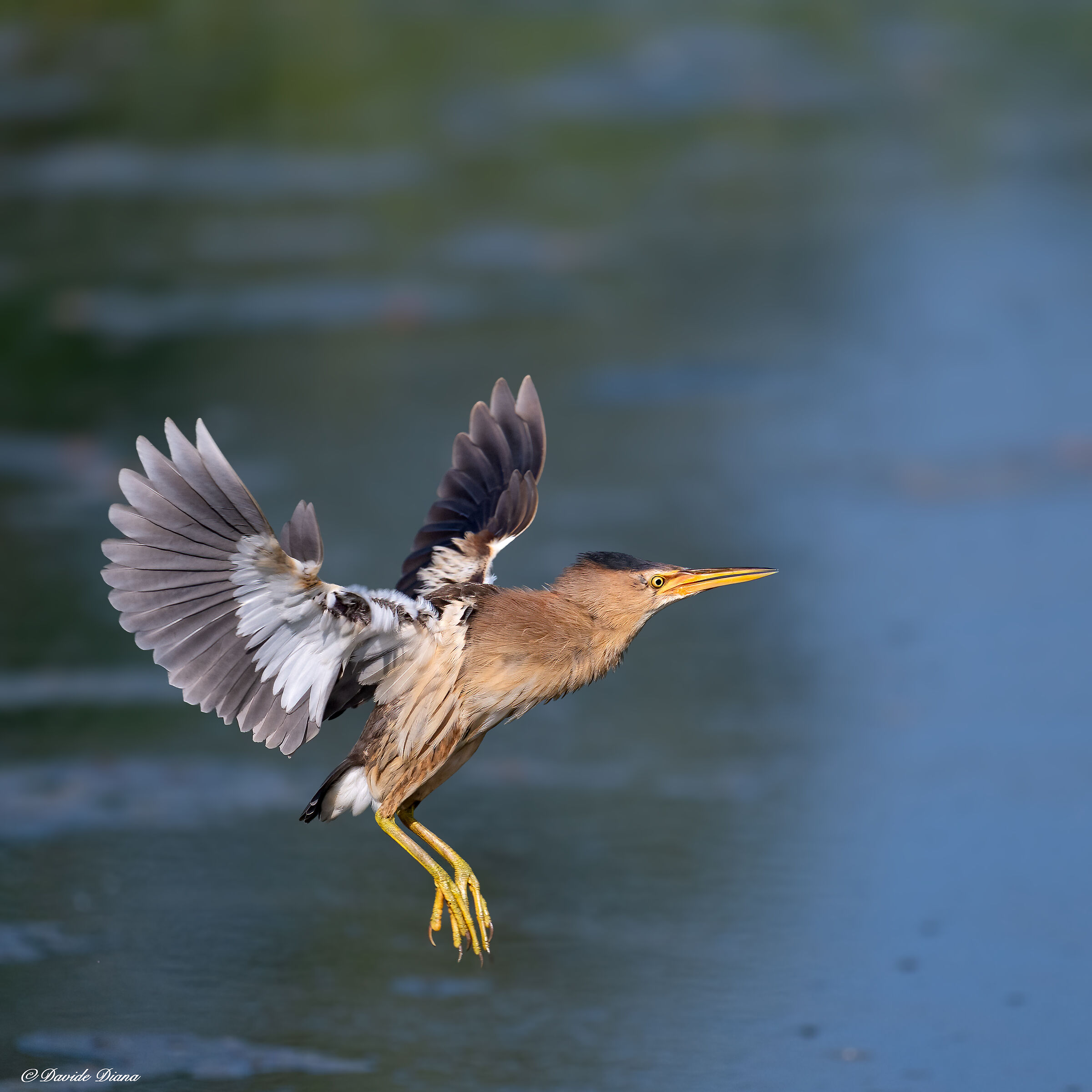 Little bittern