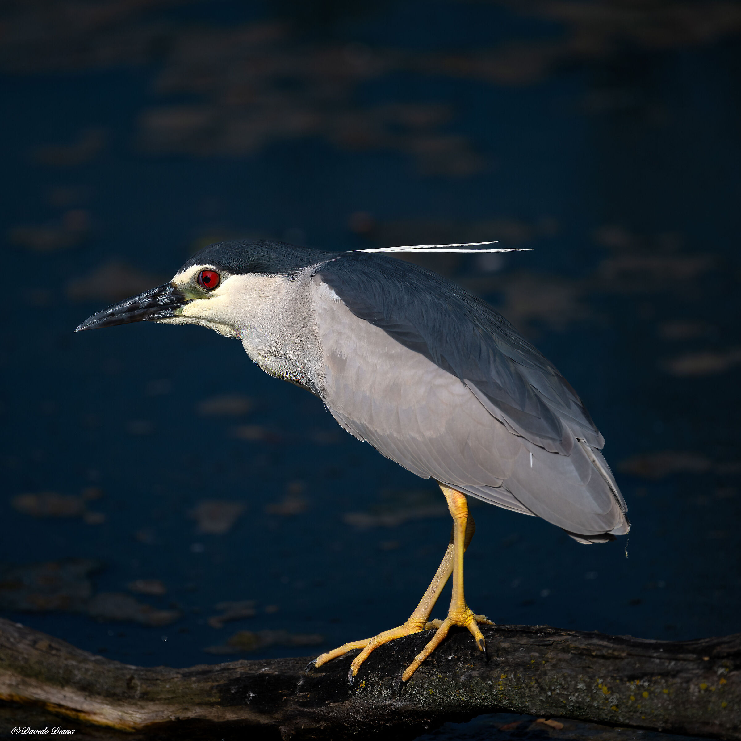 Night Heron