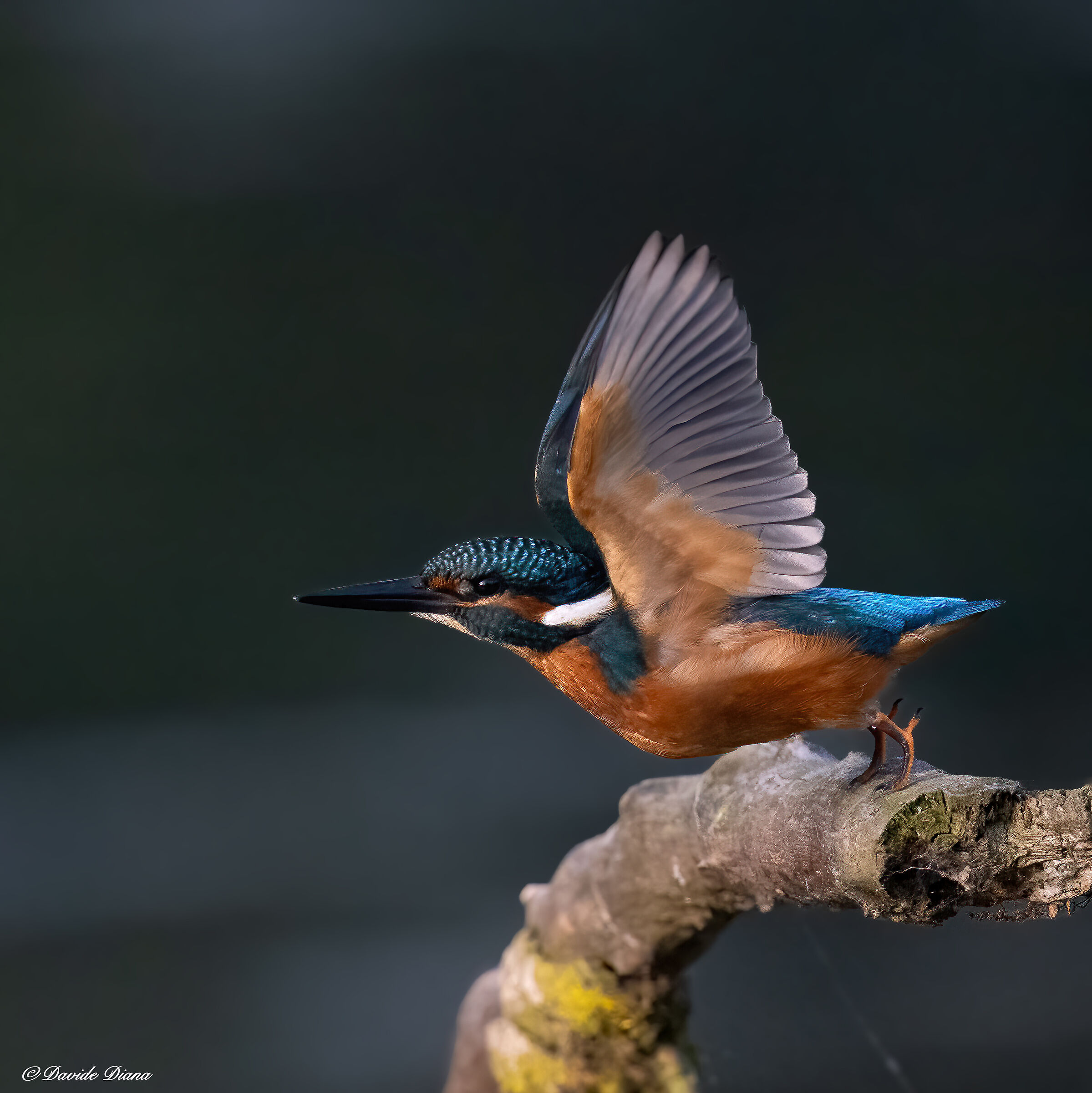 Martin Pescatore - Kingfisher