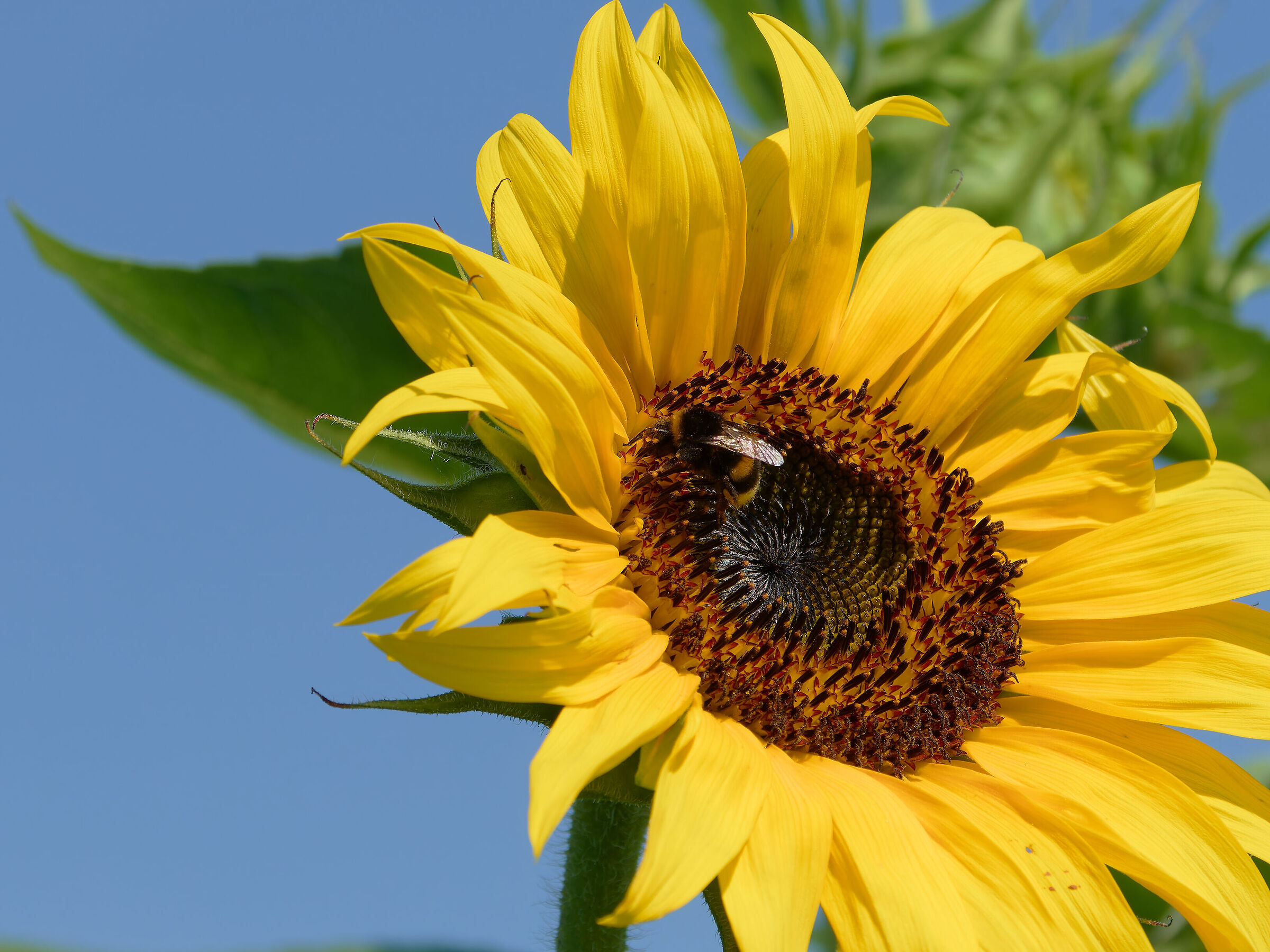 Il bombo ed il girasole
