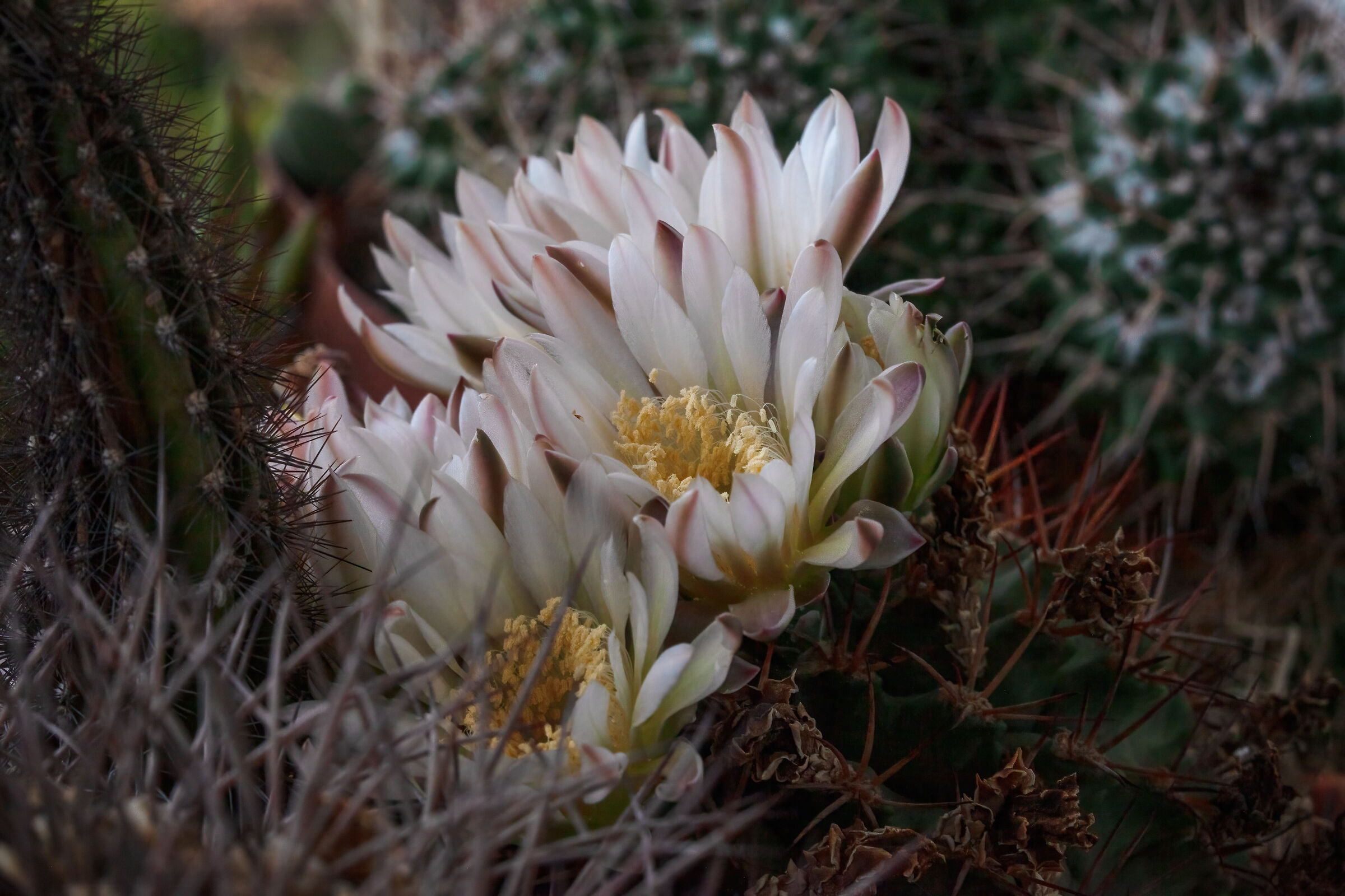 Gymnocalycium