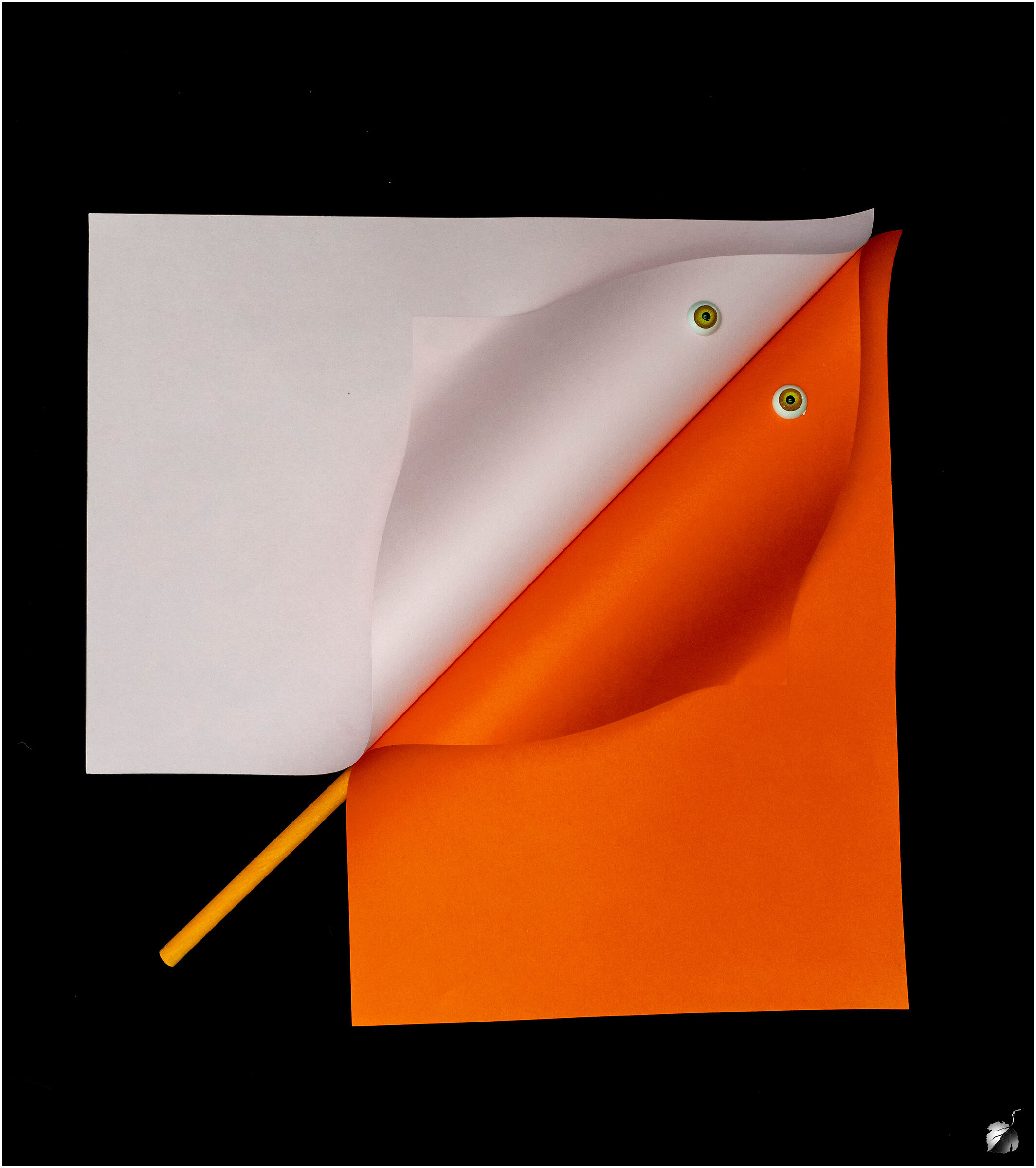 Two-tone oceanic ray