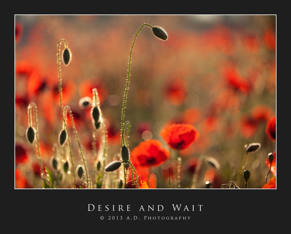 Desire and Wait