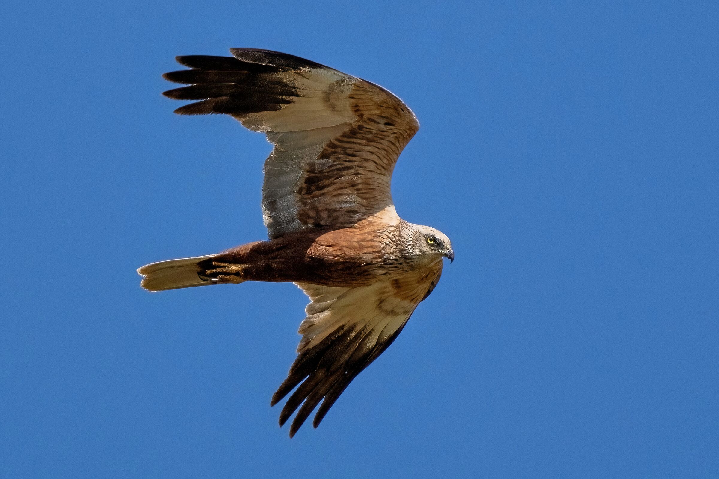 Male Marsh Harrier (Circus aeruginosus)