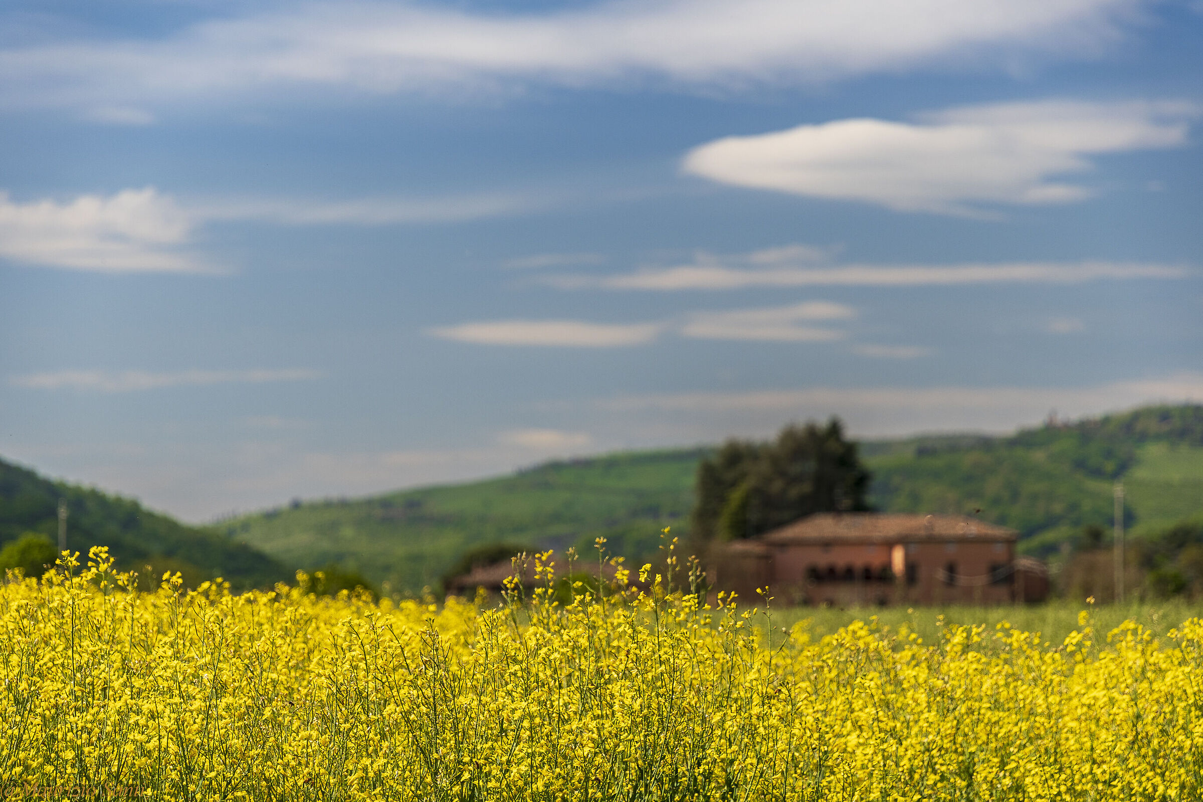 Rapeseed flowers