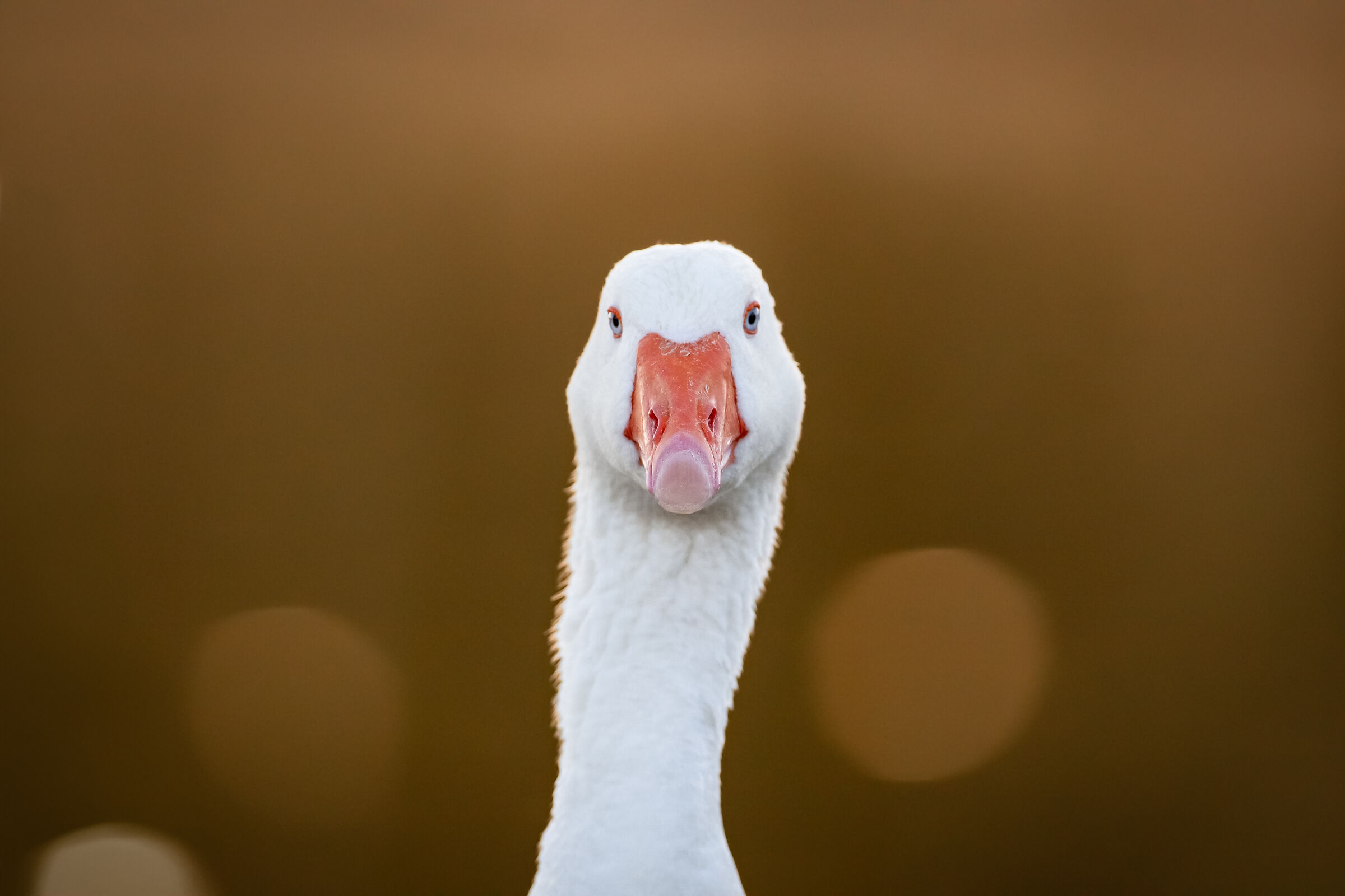 Wild duck at sunset