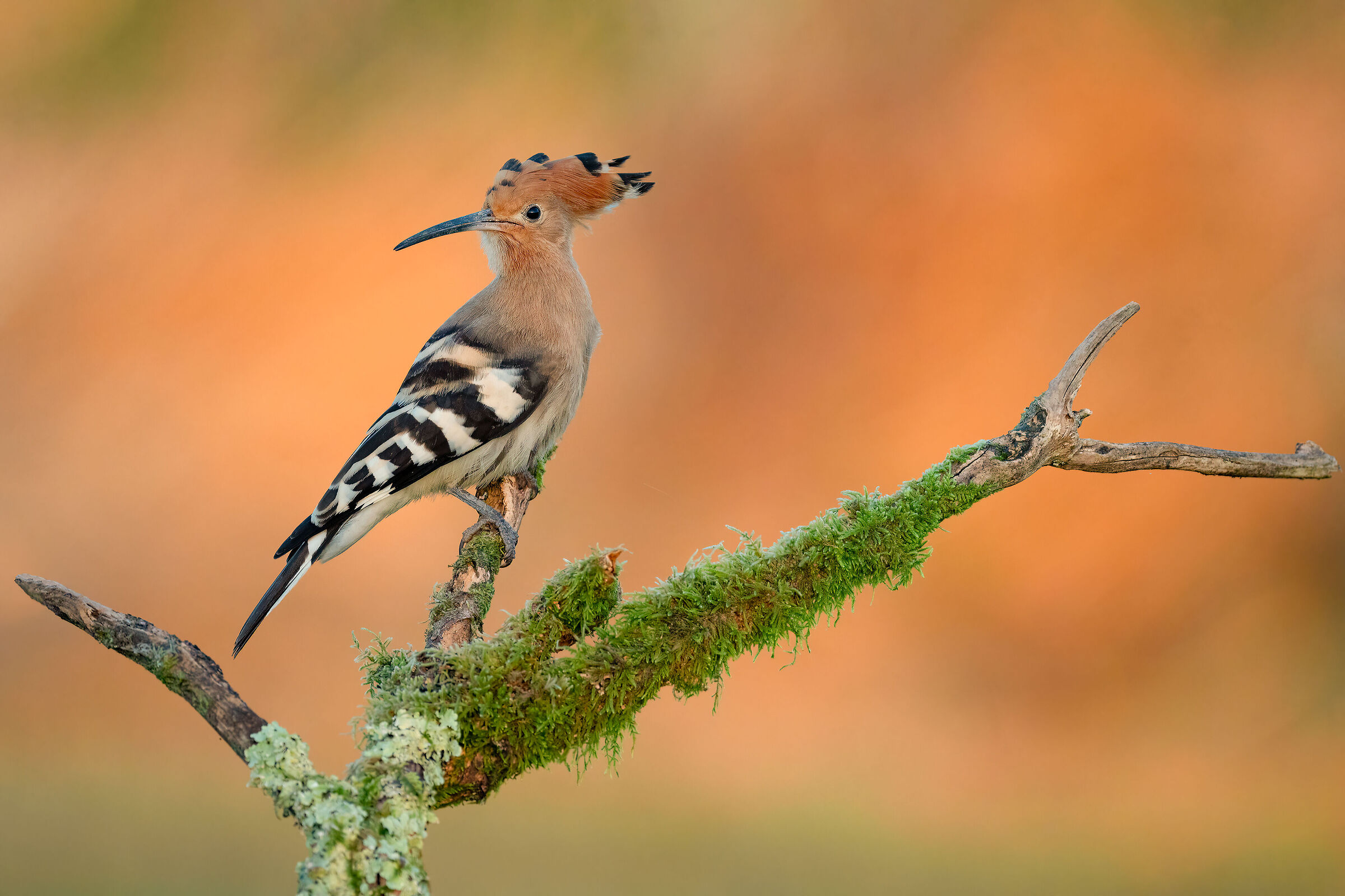 HOOPOE