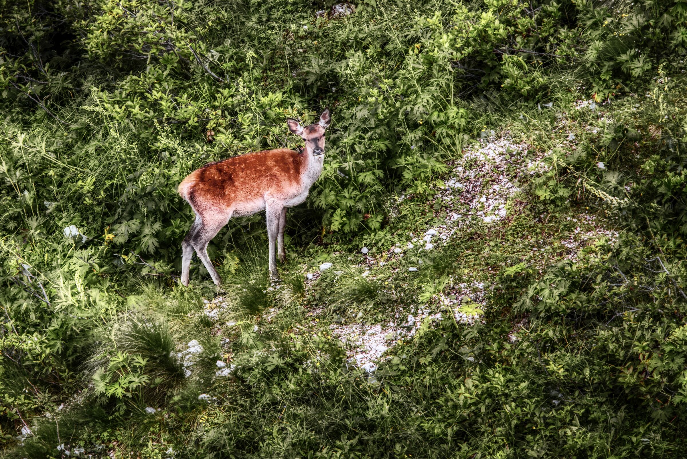 Cerva sul Montasio