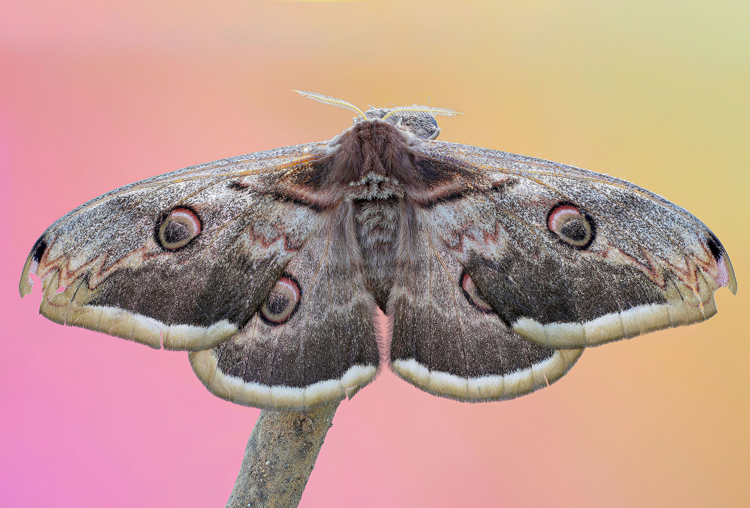 Saturnia pyri