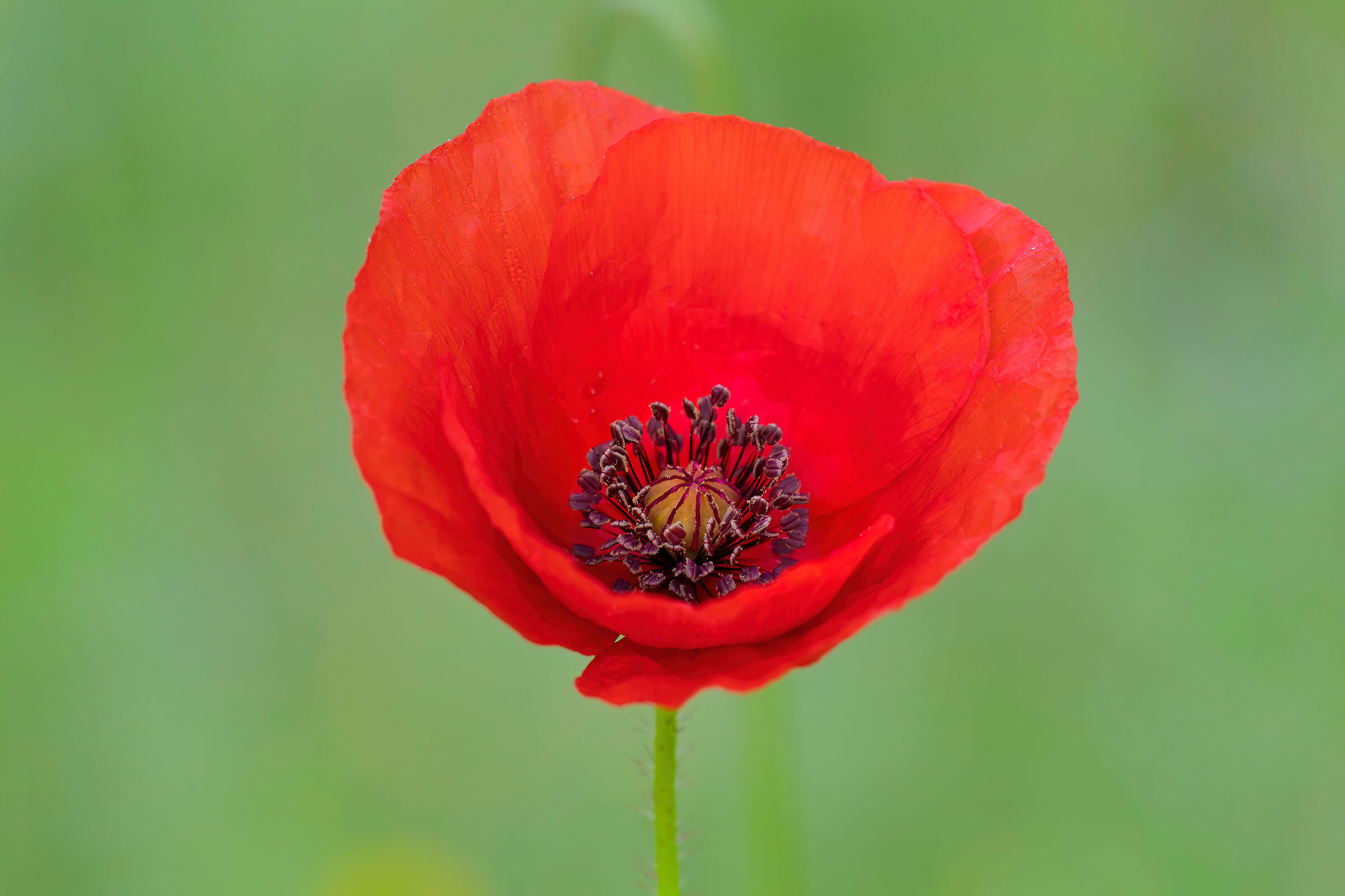Poppy