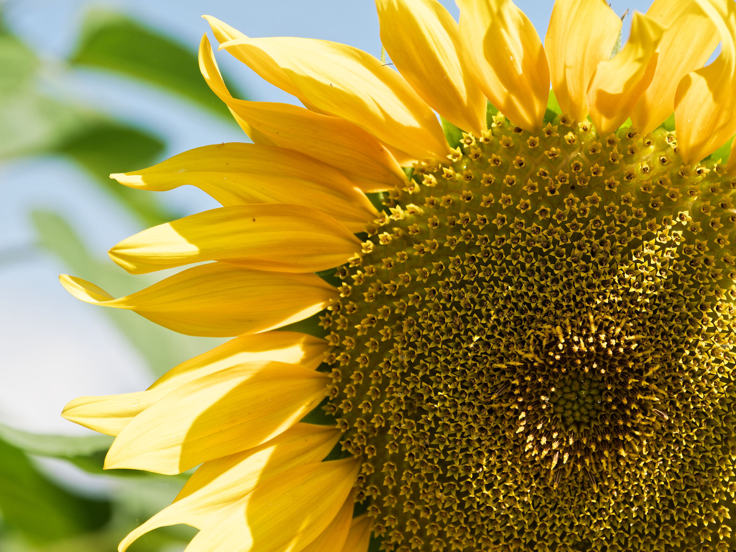 semi di girasole in divenire...