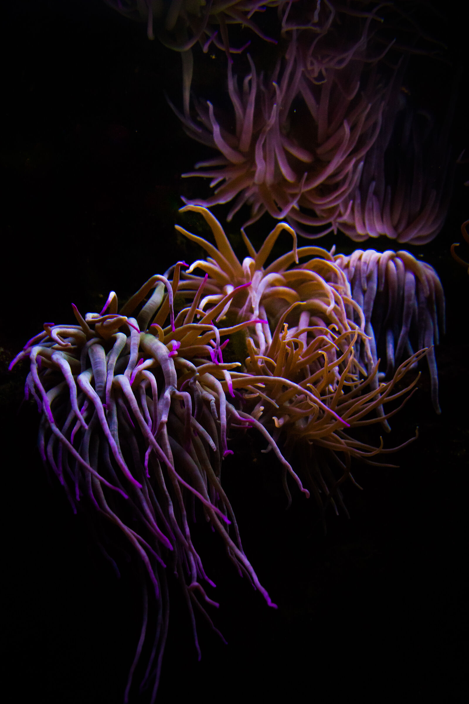 Anemone
