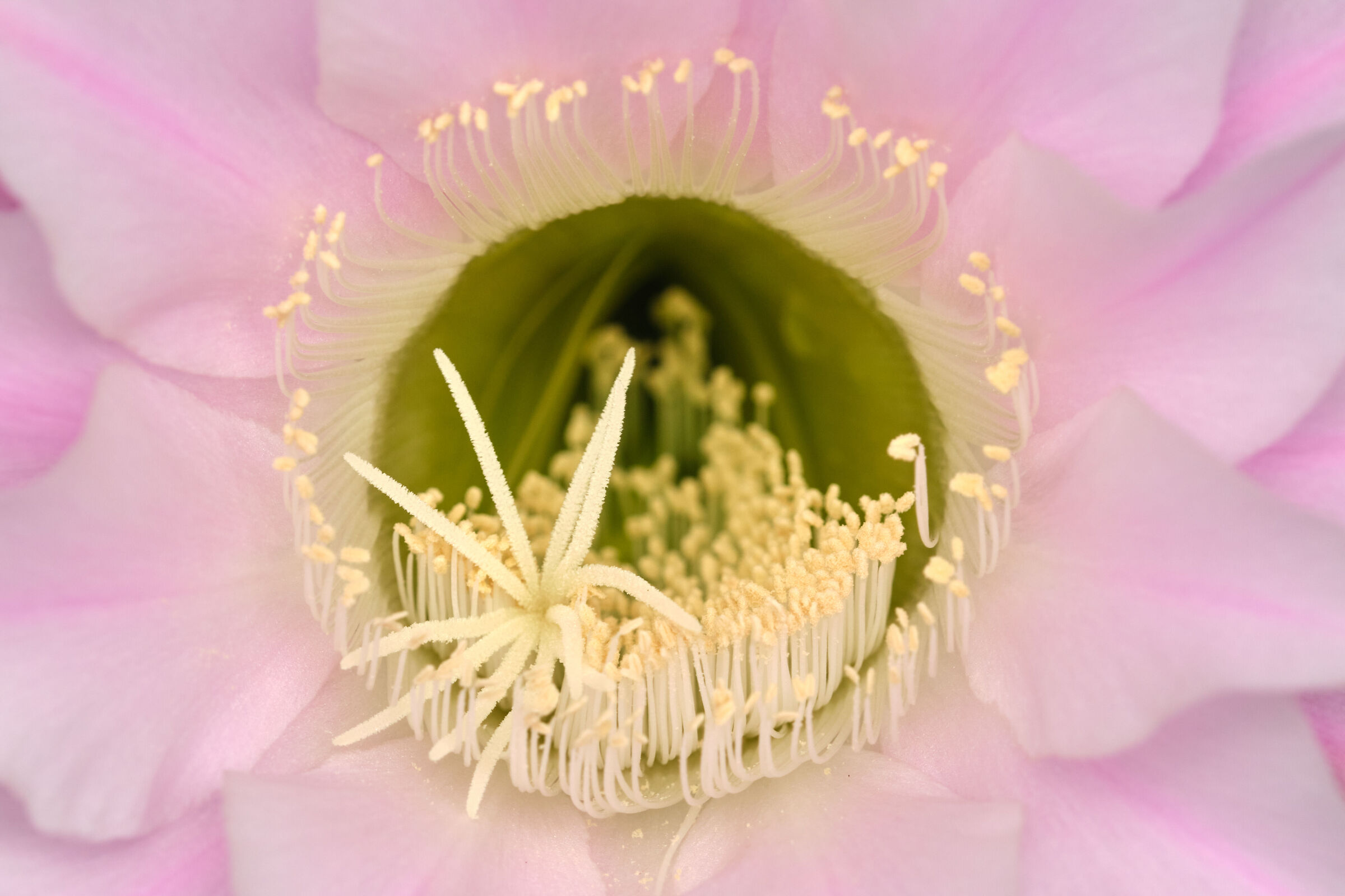 Echinopsis Oxygona - detail of the flower