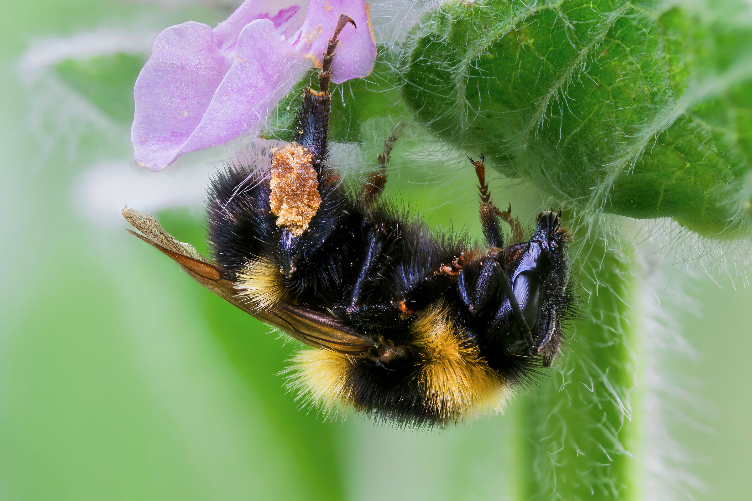 Bombus sp. Gr. terrestris