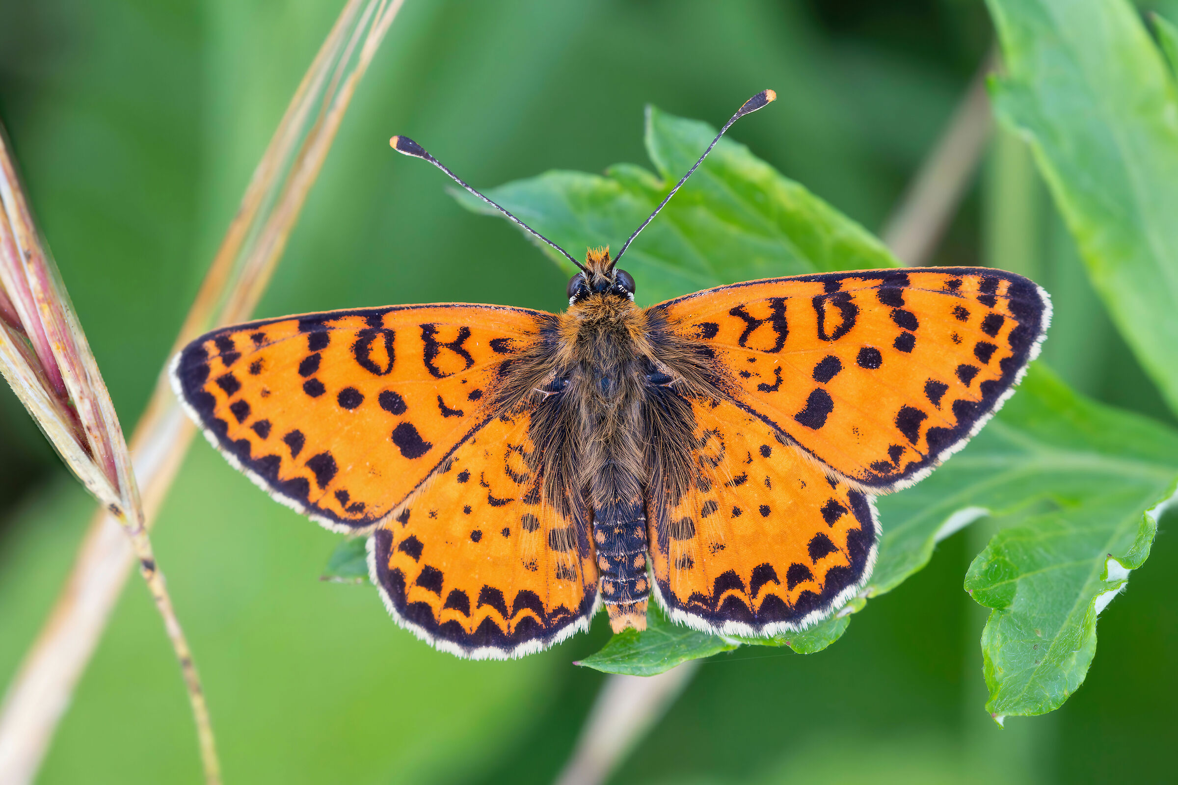 Melitaea didyma