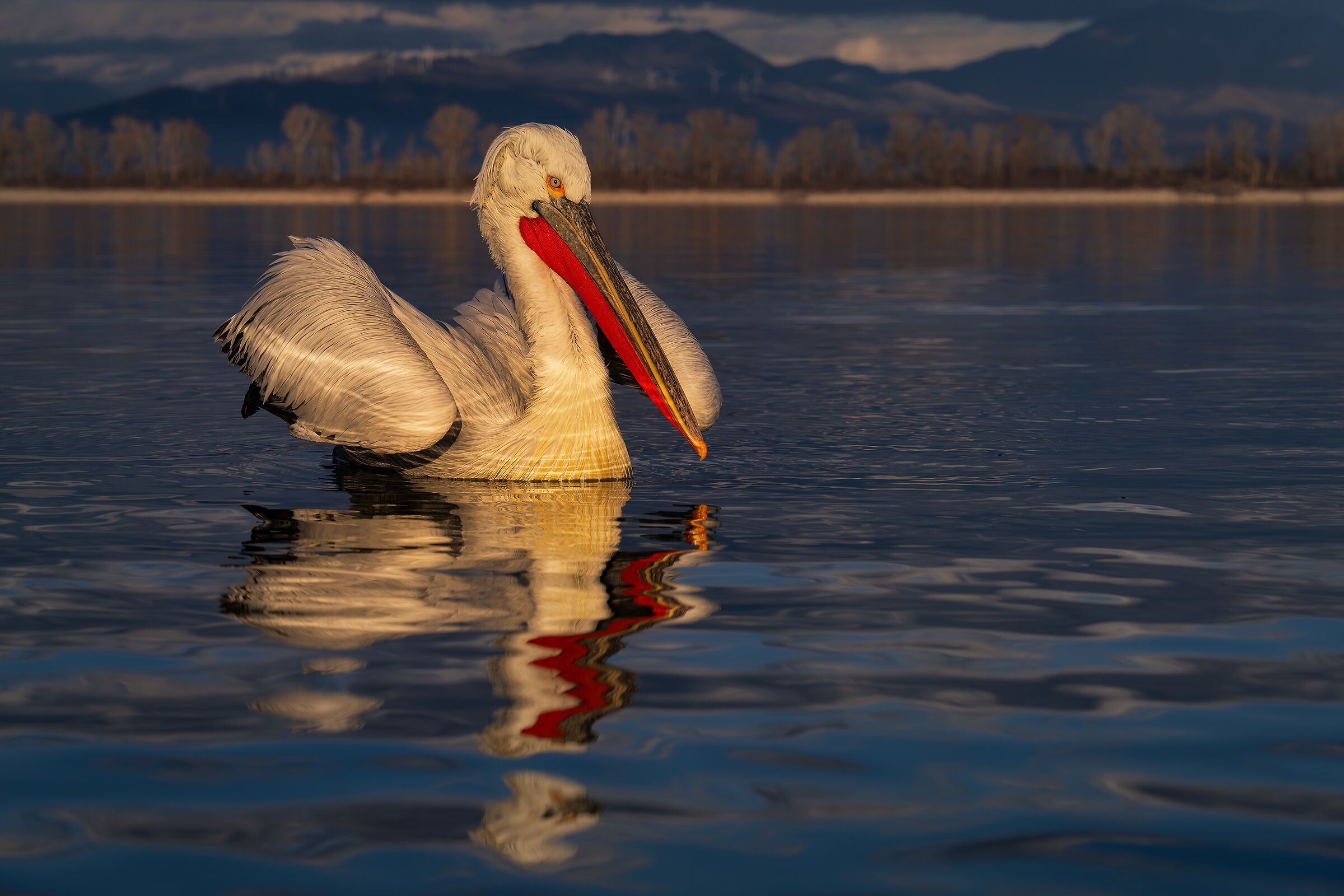 Blue hour on Lake Kerkini