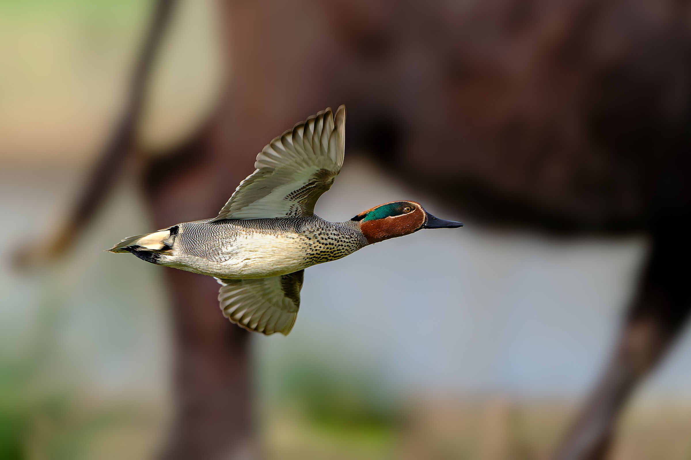 Where the teal flies