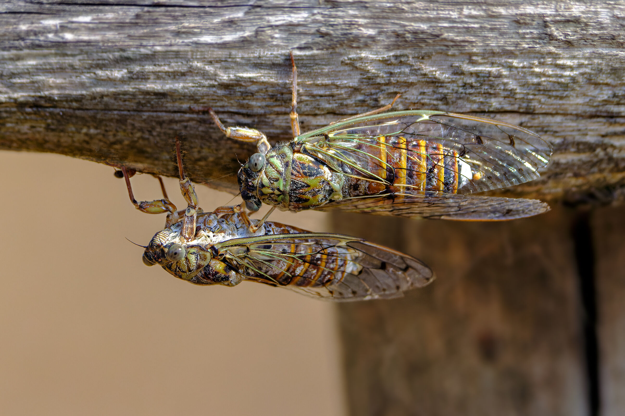 Close contact of a strange type