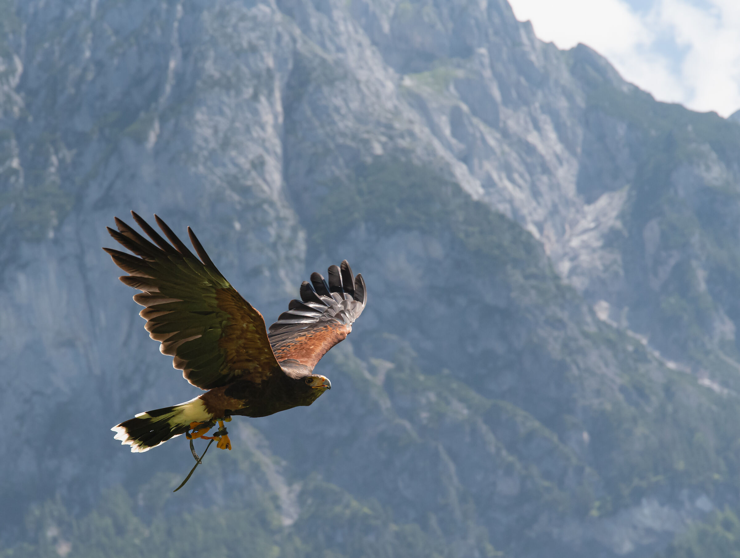 Falcon flying over the Austrian Alps