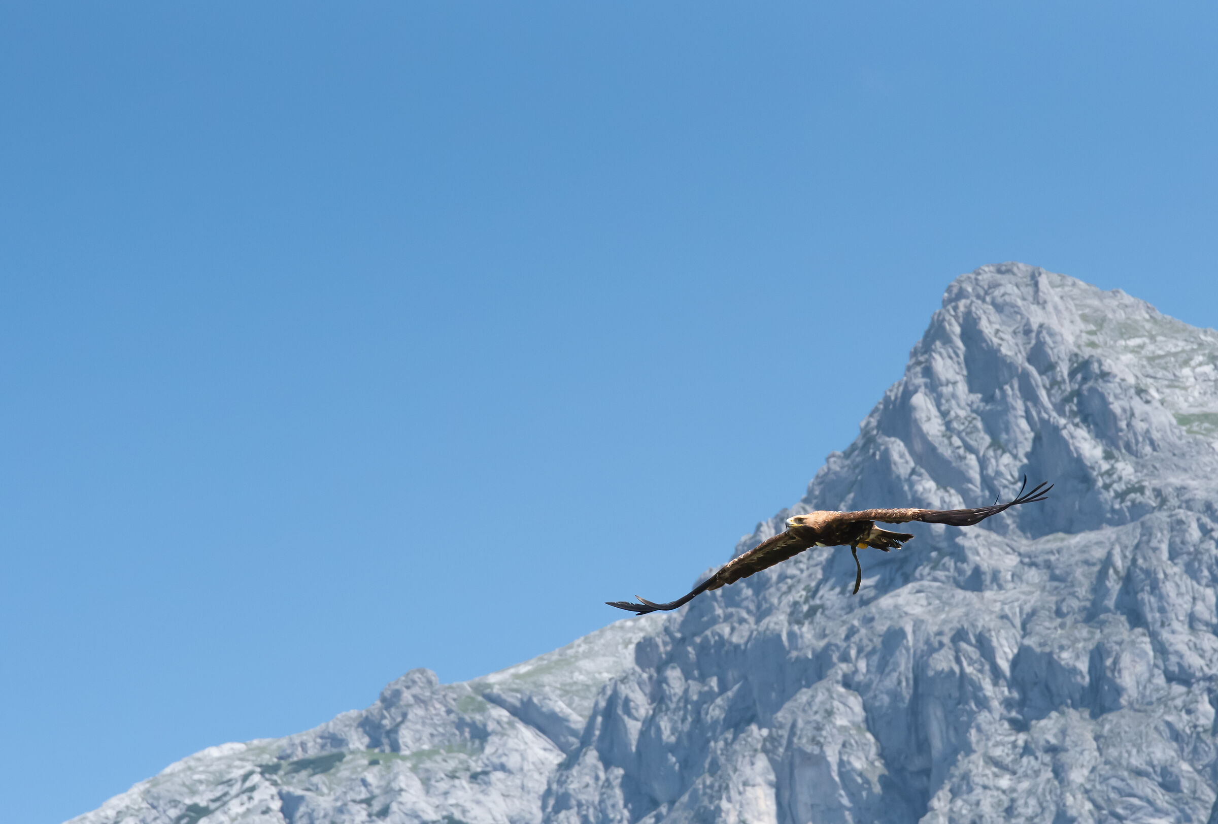 Another hawk