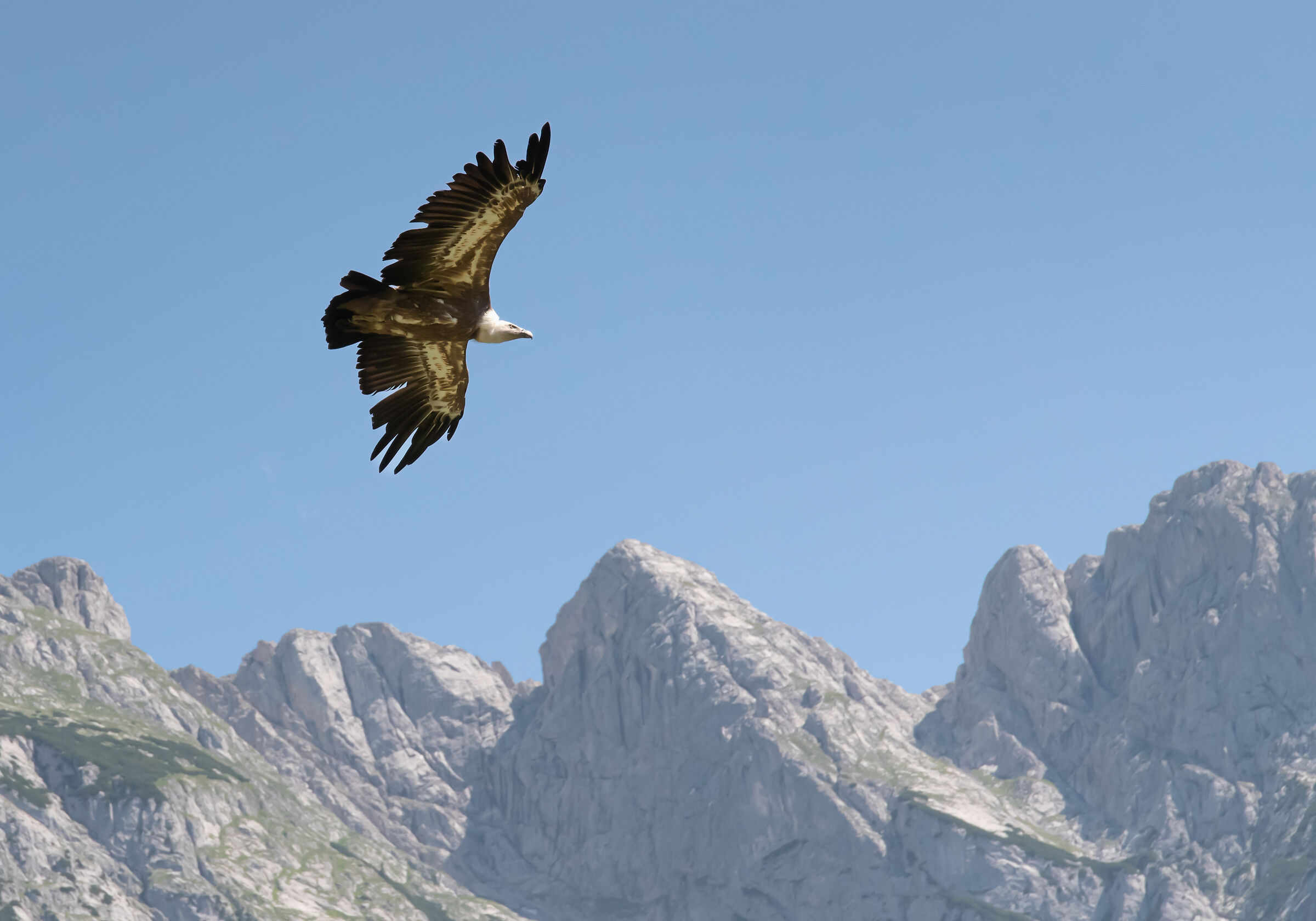 Golden eagle