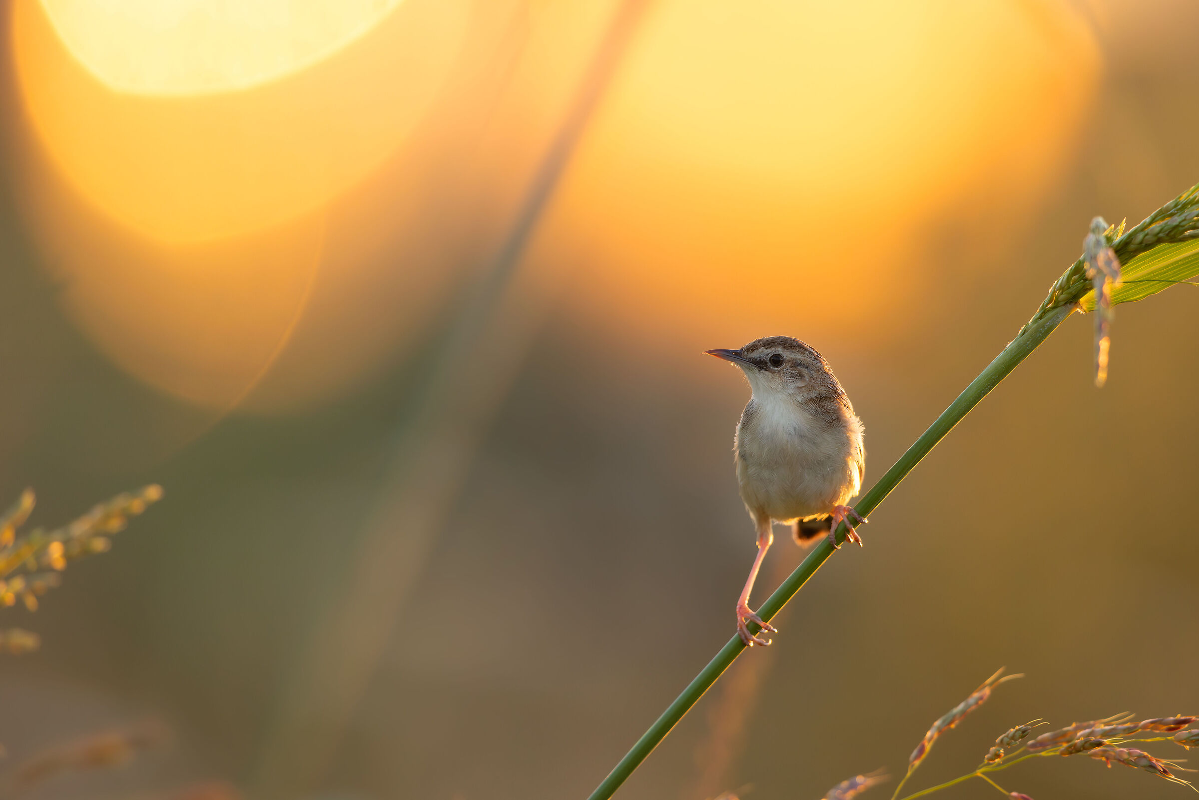 Al tramonto, dietro casa