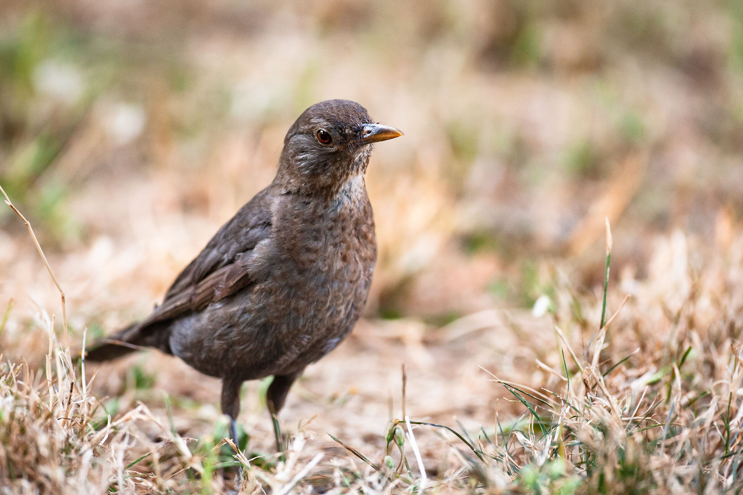 Blackbird approaching