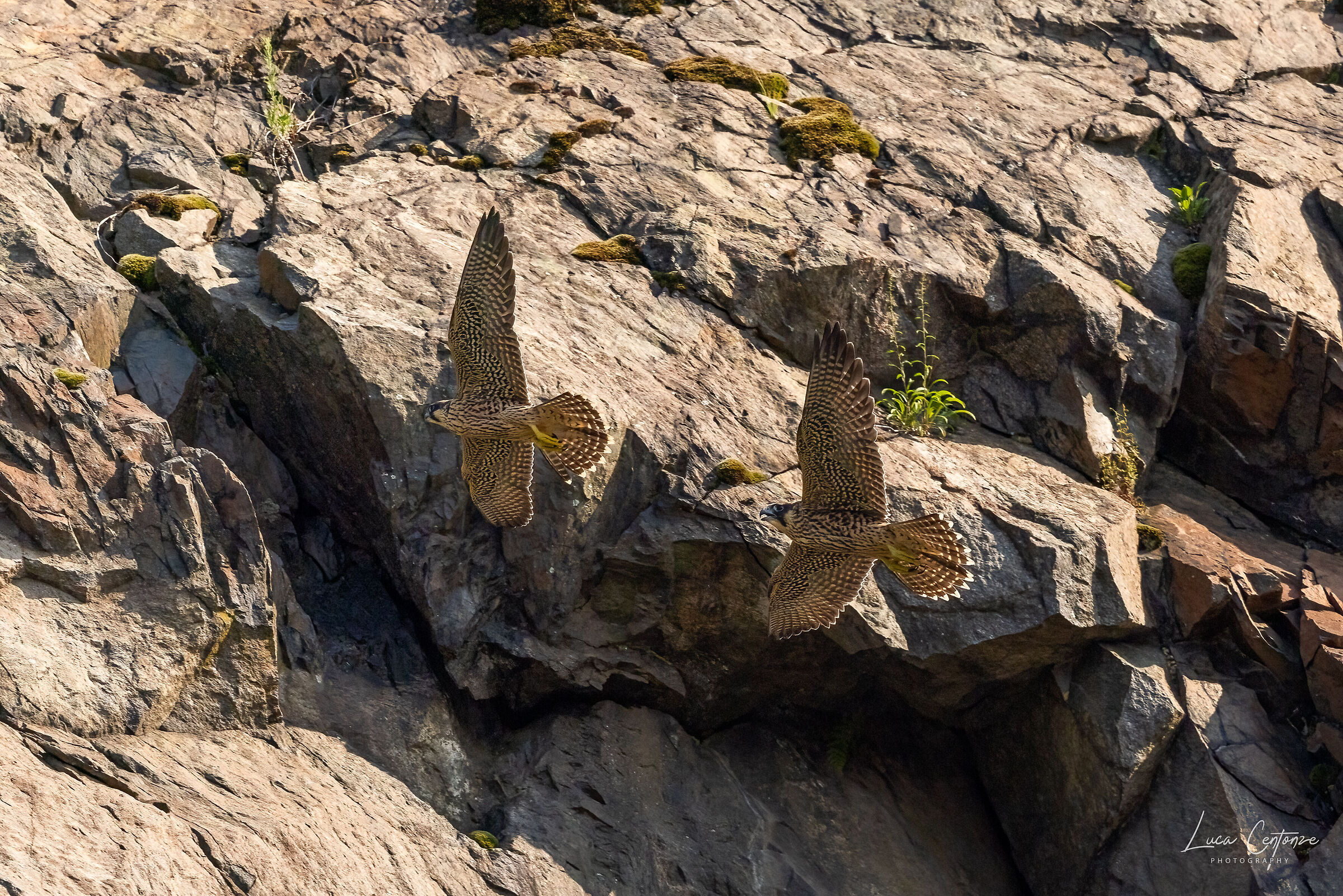 The two inseparable brothers