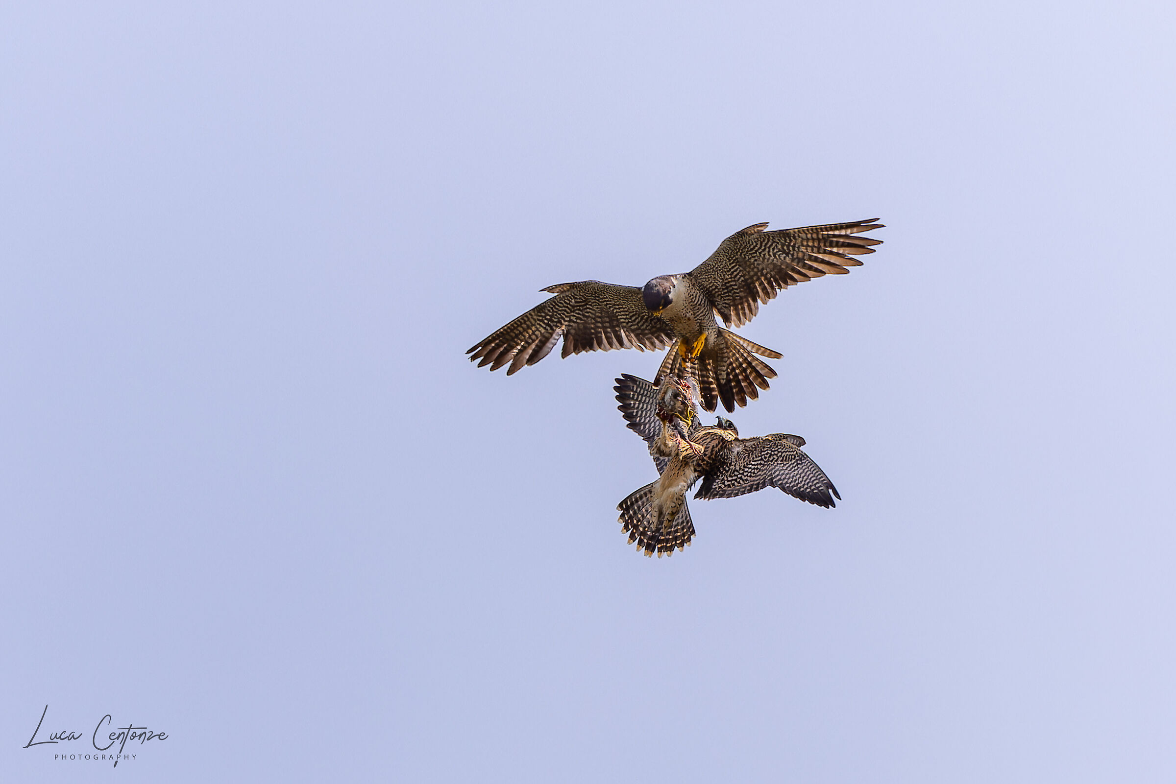 Mid-air food handoff